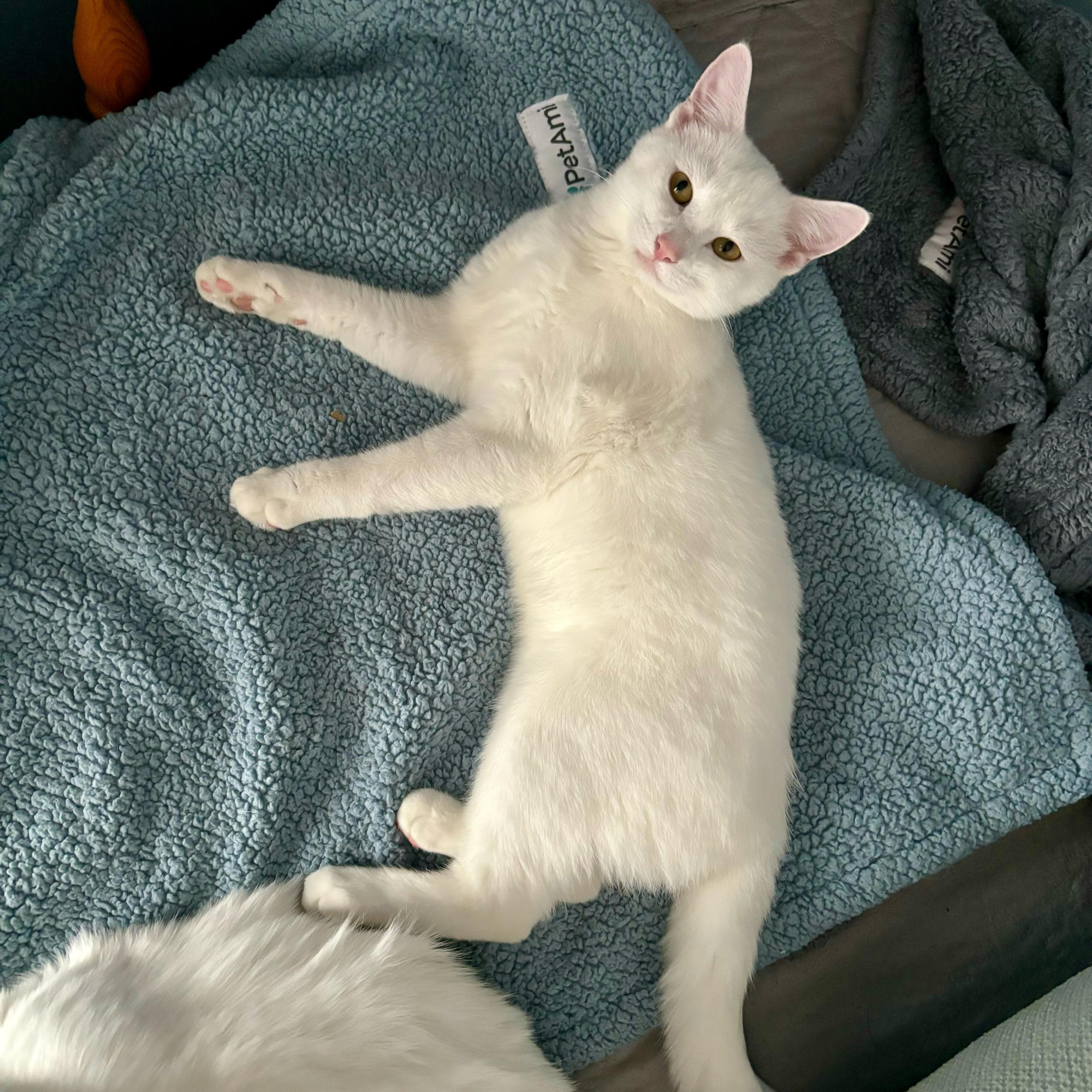 Enlarge Kylan *Must be adopted with Dottie*, an adoptable Domestic Short Hair in Pittsburgh, PA image 5/6