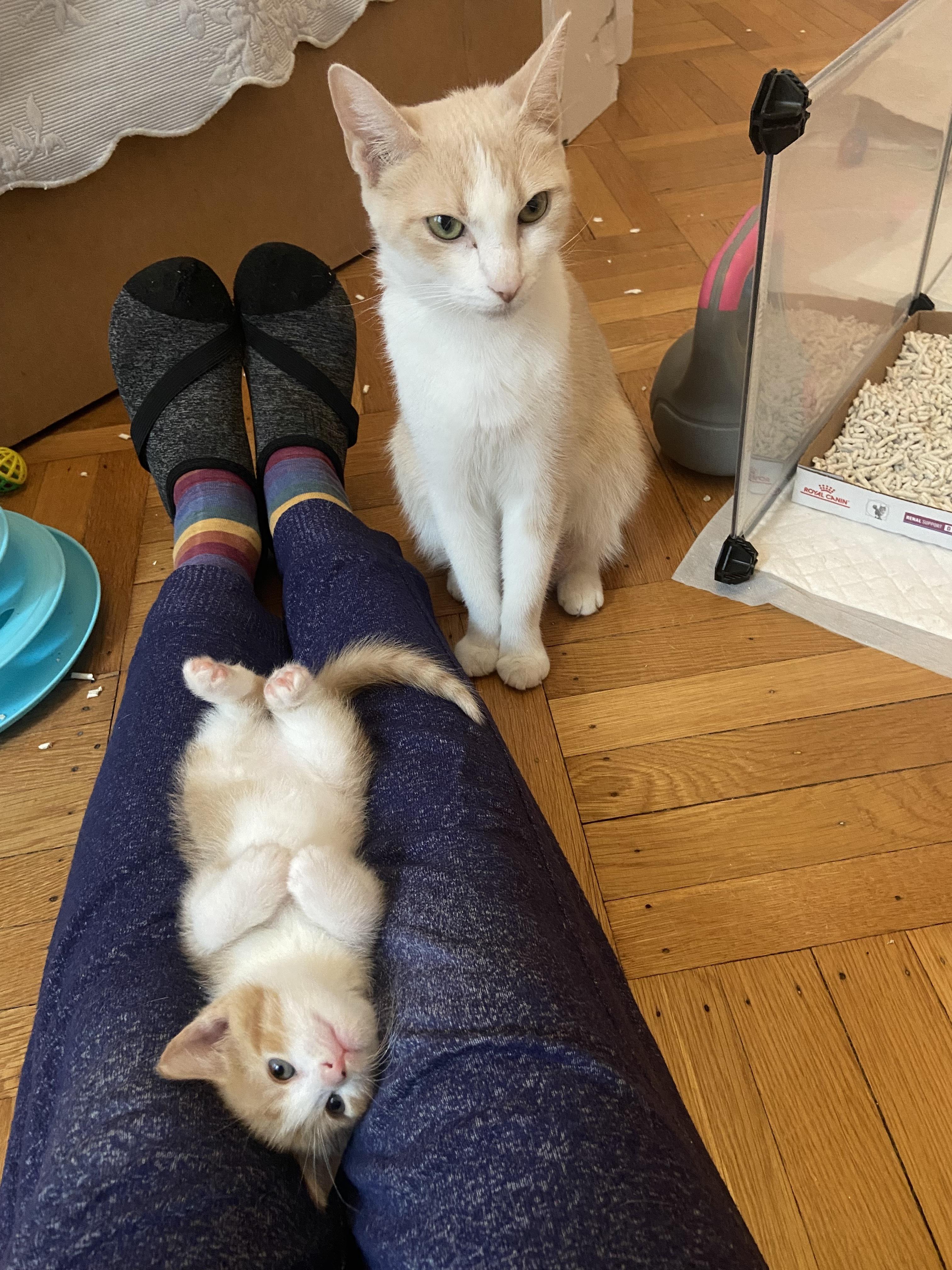 Pelican and kittens, a Adoptable Domestic Short Hair in Waltham, MA image 2/5