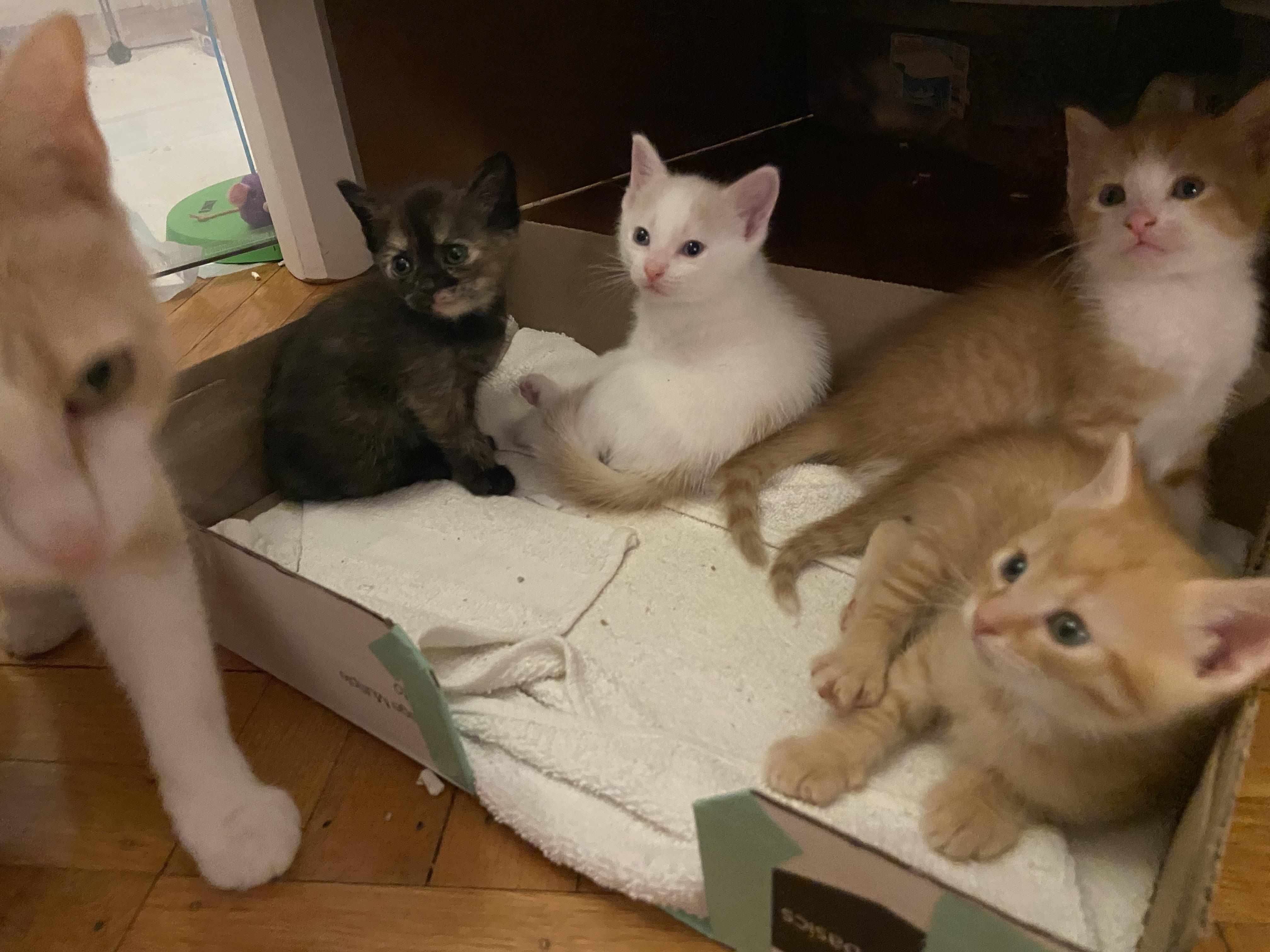 Pelican and kittens, a Adoptable Domestic Short Hair in Waltham, MA image 3/5