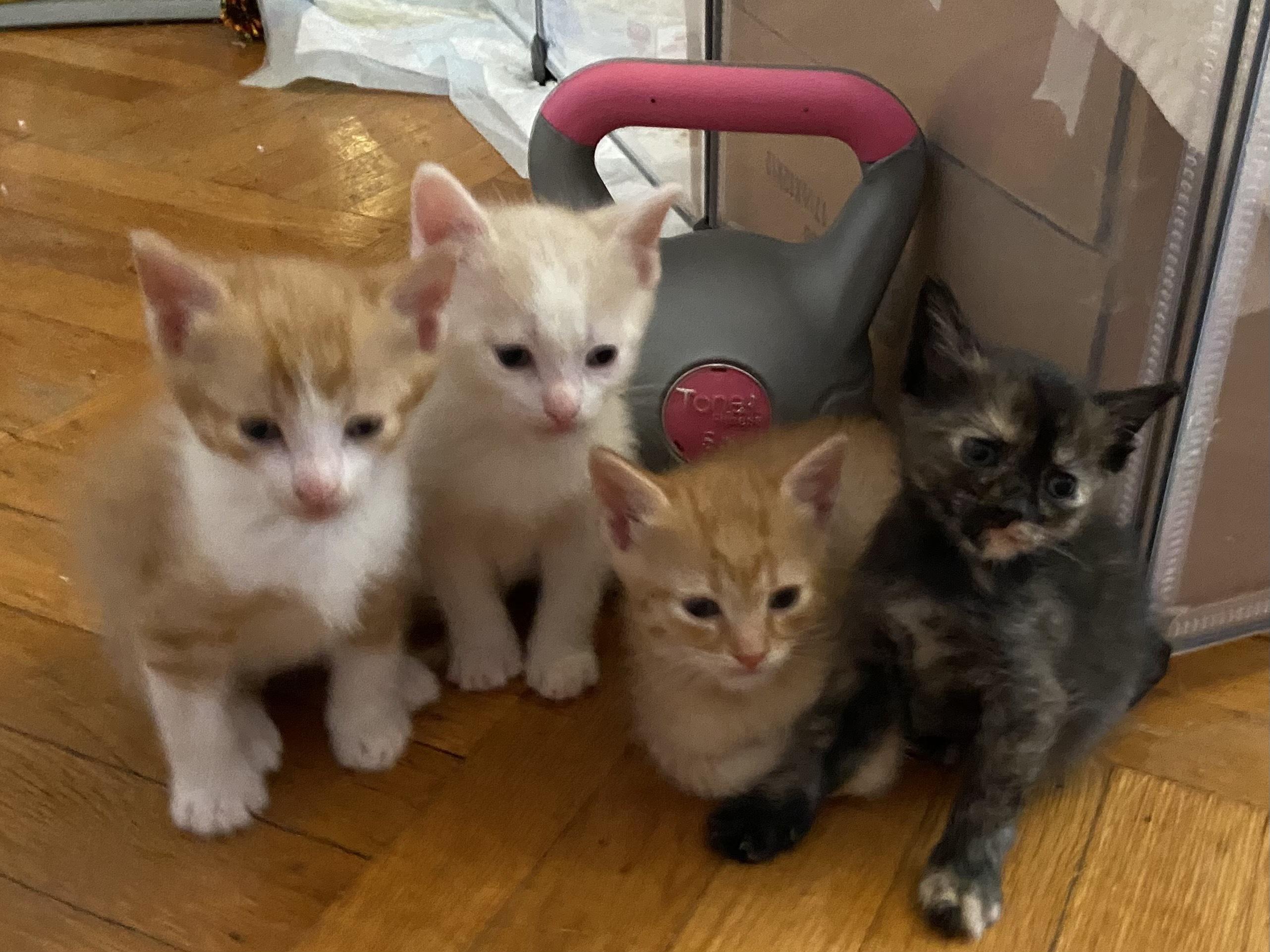 Pelican and kittens, a Adoptable Domestic Short Hair in Waltham, MA image 5/5
