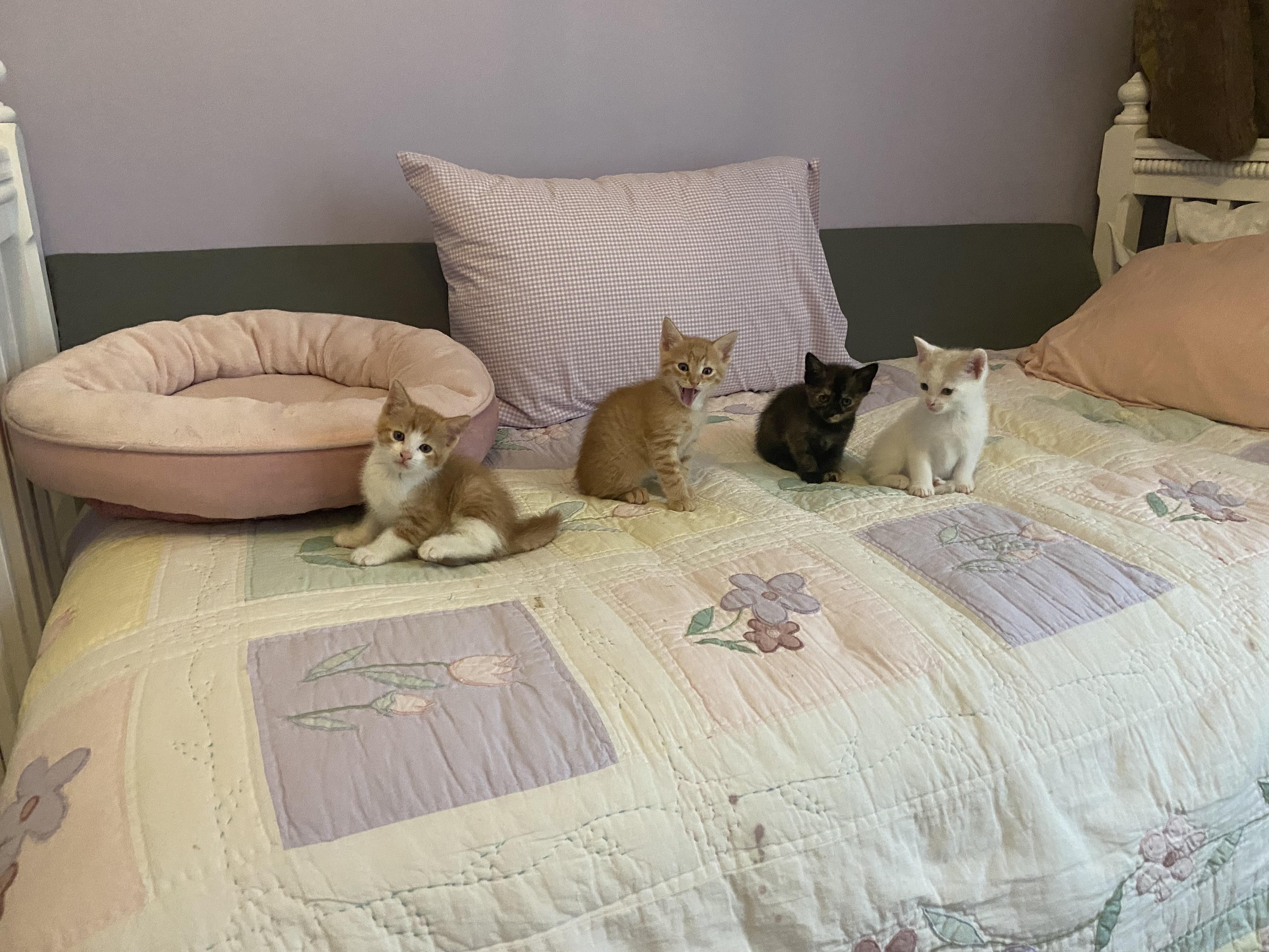 Pelican and kittens, a Adoptable Domestic Short Hair in Waltham, MA image 4/5