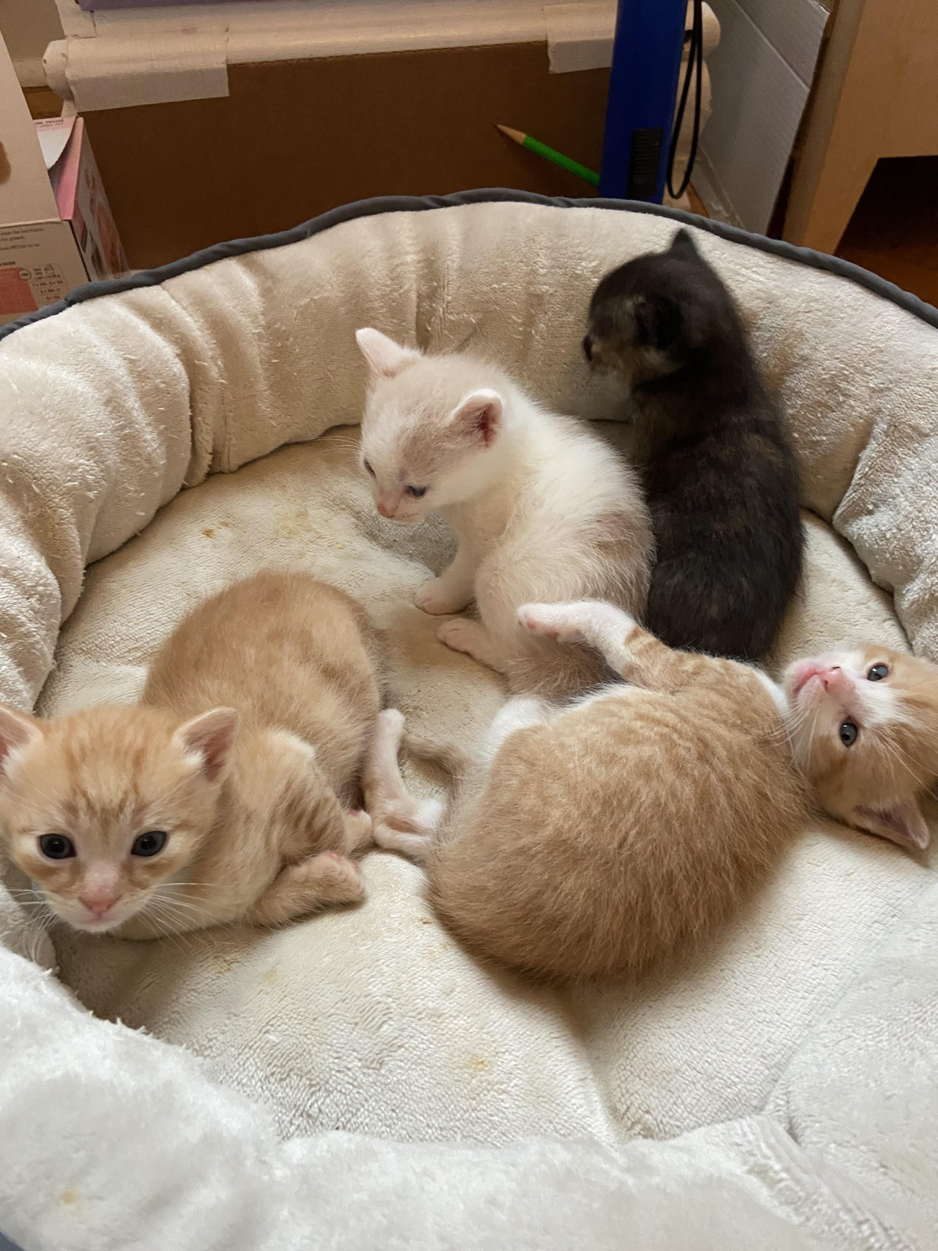 Pelican and kittens, a Adoptable Domestic Short Hair in Waltham, MA image 1/5