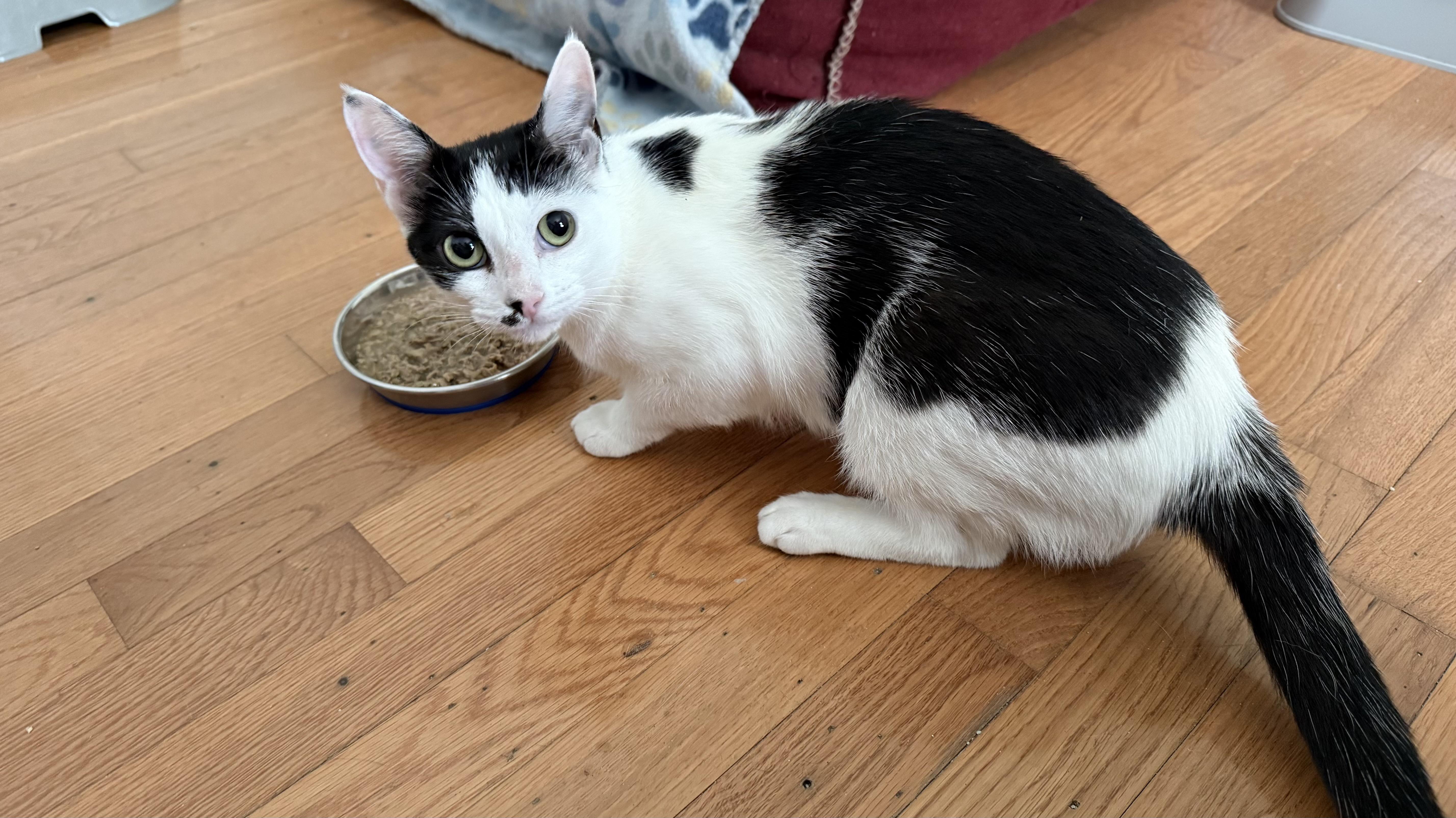 Enlarge Sophia, a Adoptable Domestic Short Hair in Allen, TX image 4/5