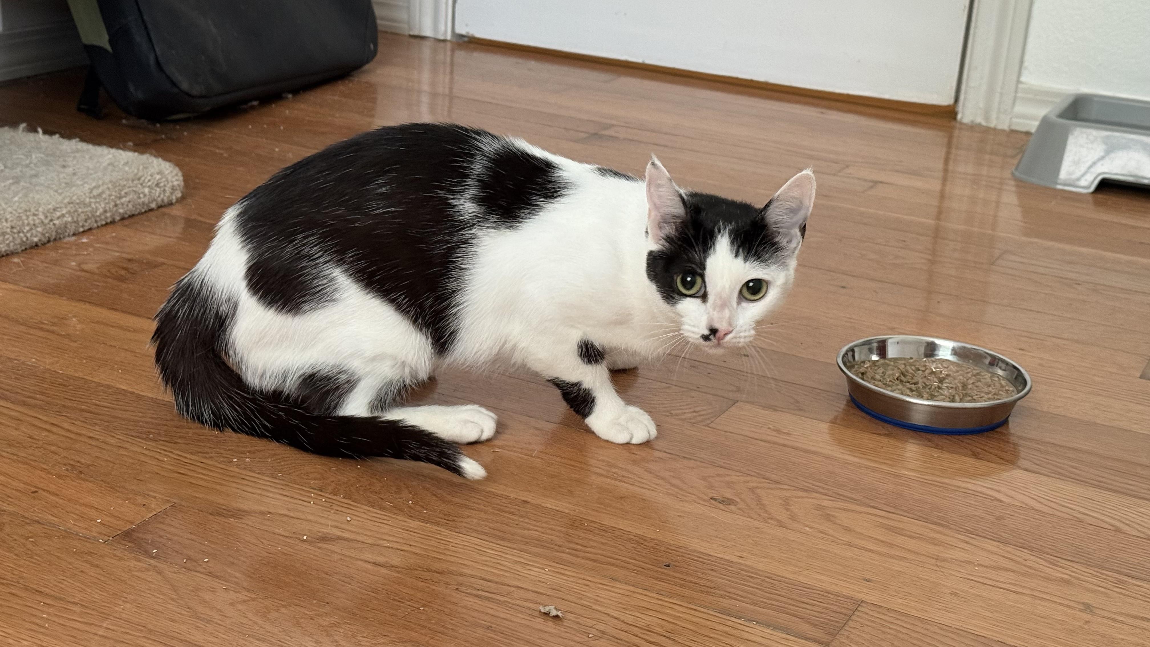 Enlarge Sophia, a Adoptable Domestic Short Hair in Allen, TX image 3/5