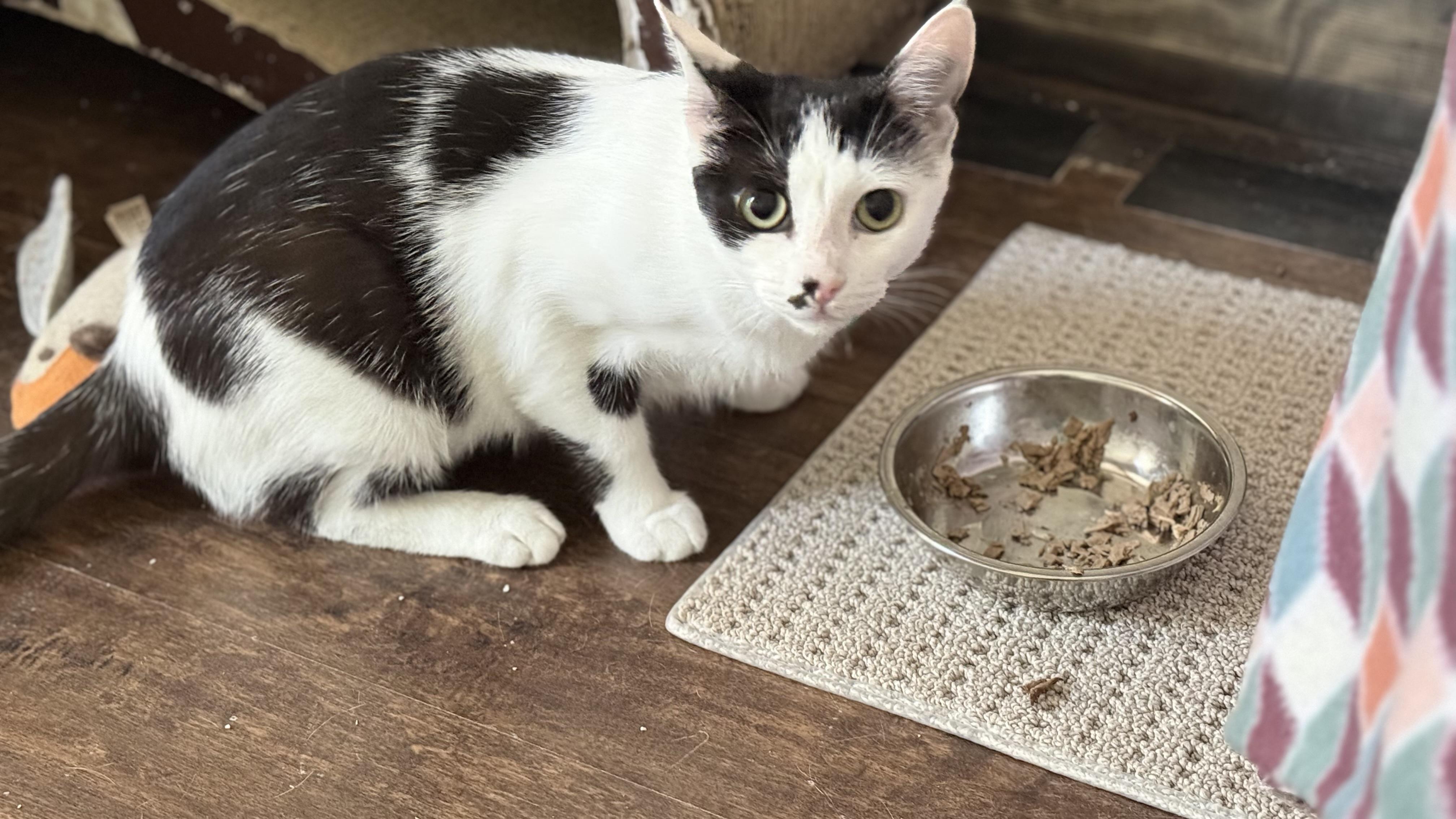 Enlarge Sophia, a Adoptable Domestic Short Hair in Allen, TX image 5/5