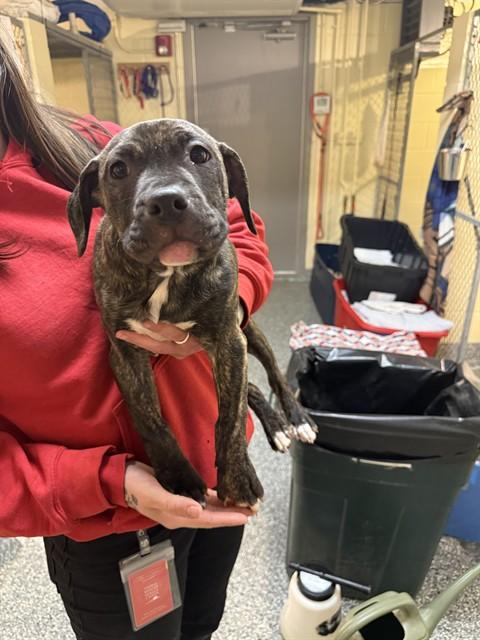 Enlarge SANYA, a Adoptable mixed breed in Brewster, MA image 1/1