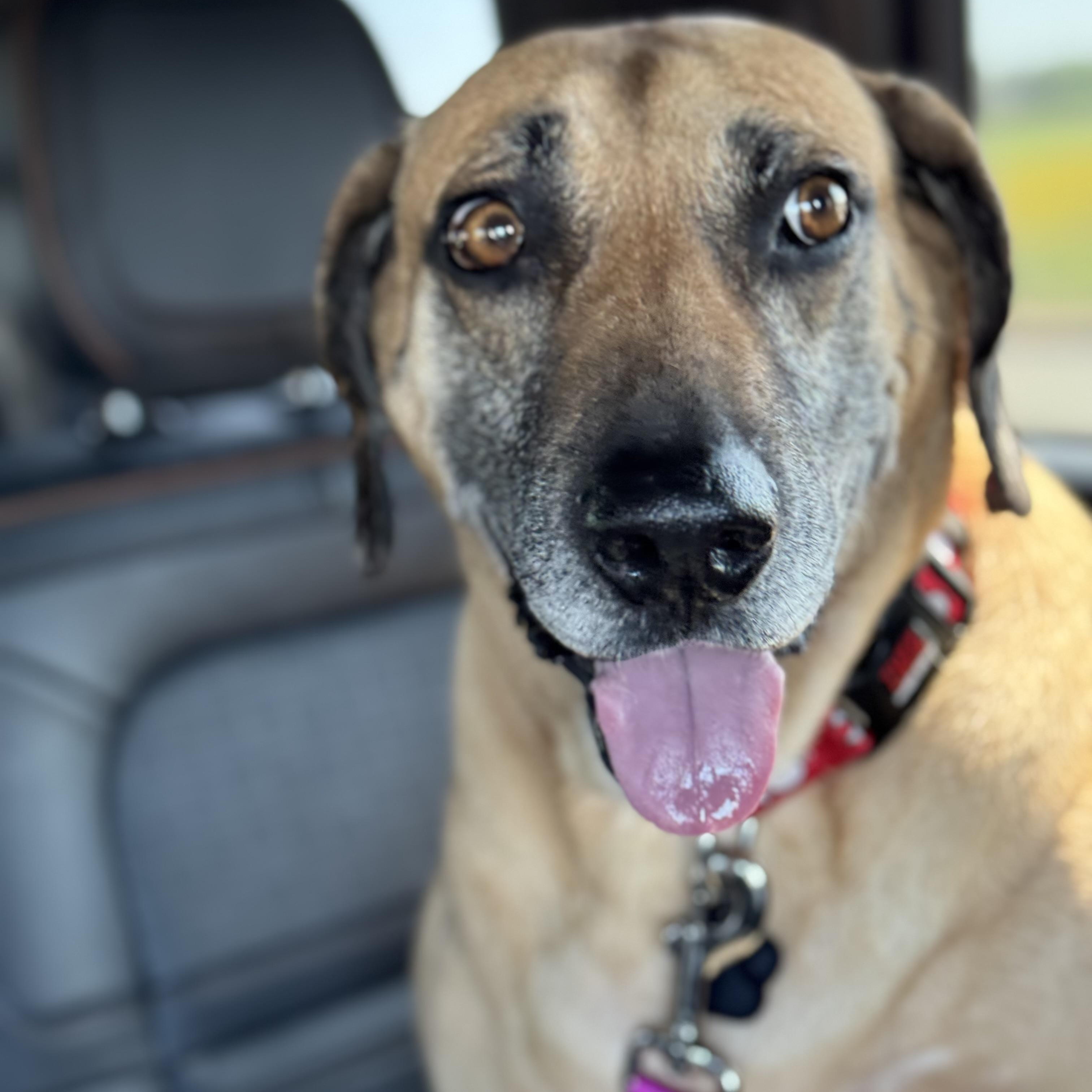 Hunter, an adoptable Rhodesian Ridgeback, Black Mouth Cur in Calumet, MI, 49913 | Photo Image 1