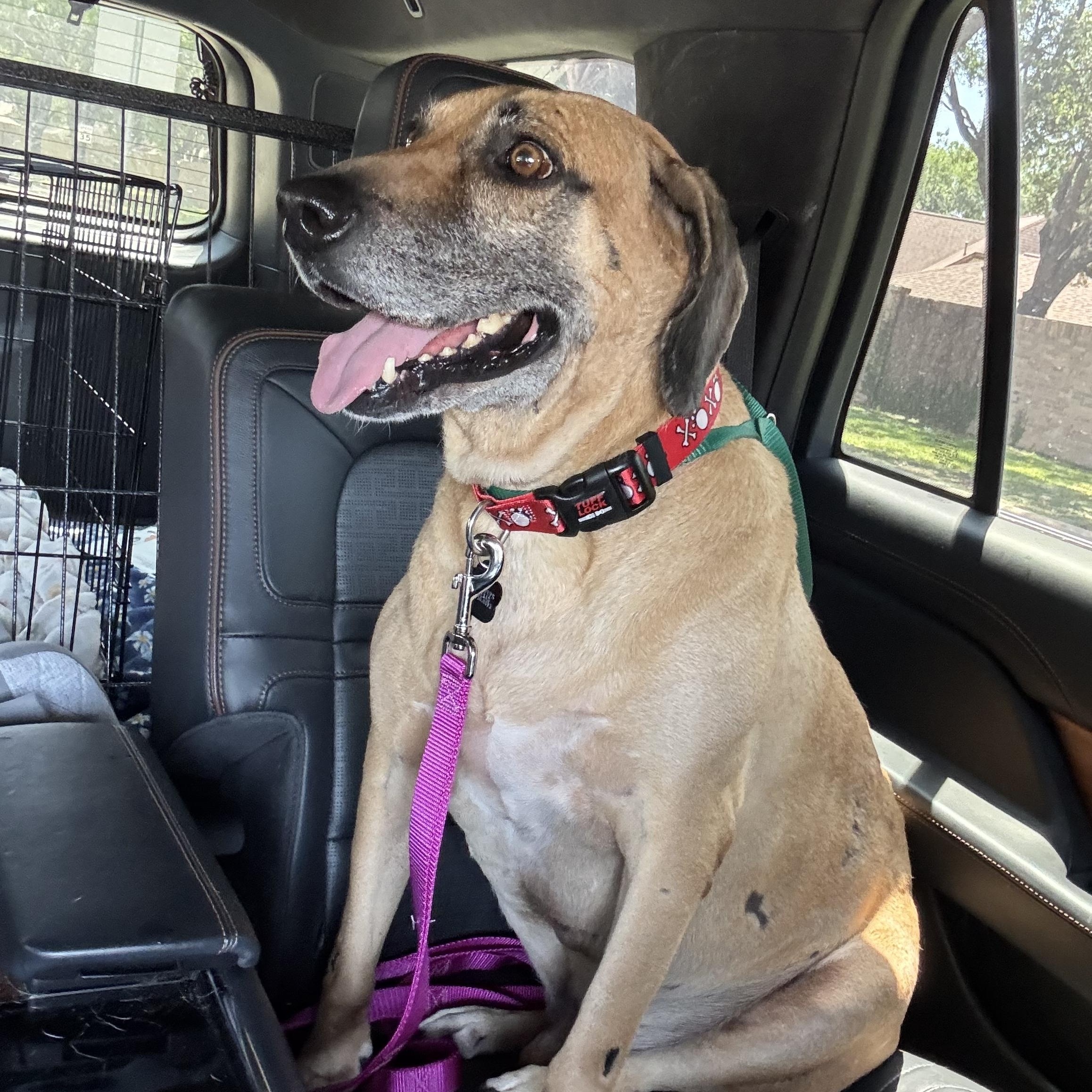 Hunter, an adoptable Black Mouth Cur, Yellow Labrador Retriever in Calumet, MI, 49913 | Photo Image 1