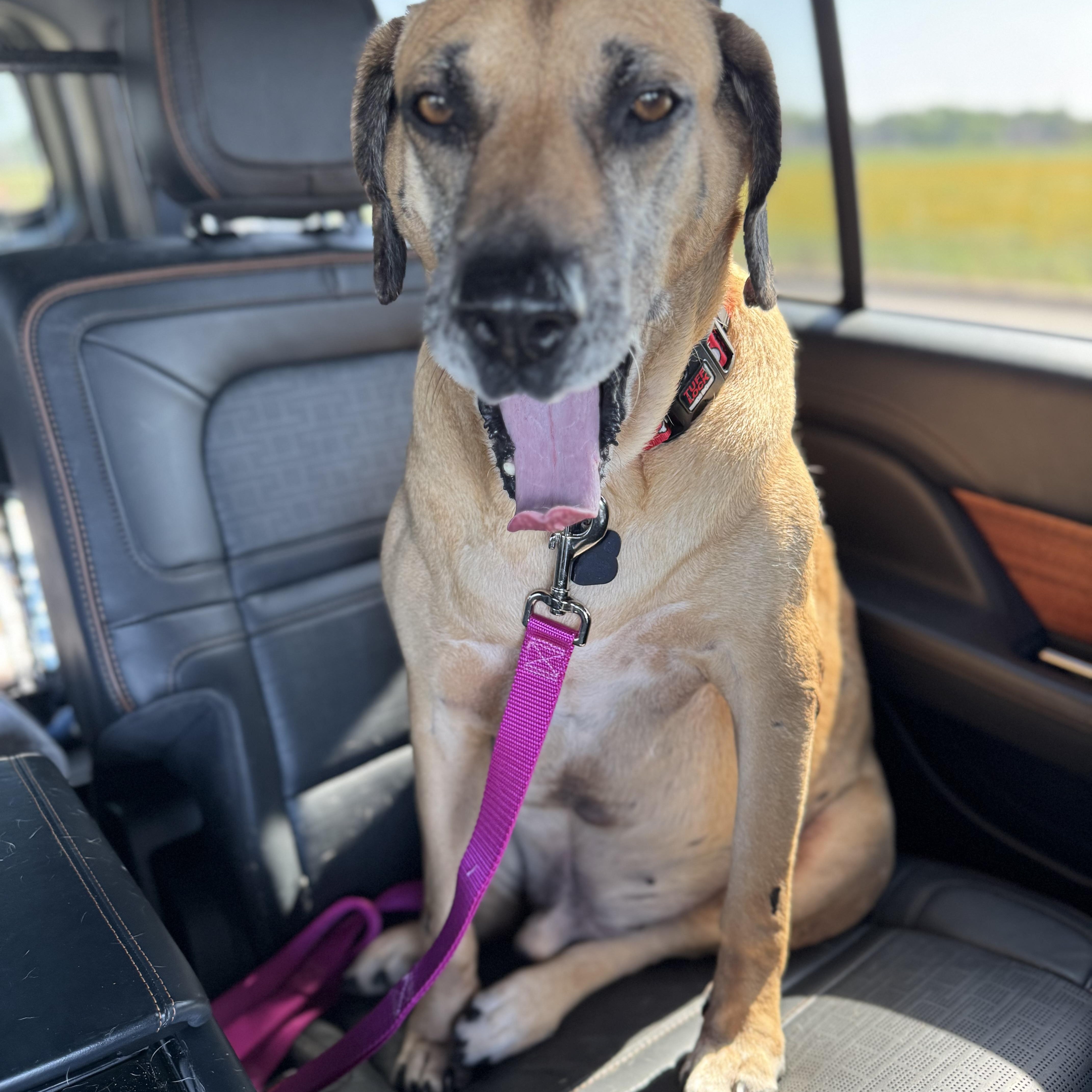 Hunter, an adoptable Black Mouth Cur, Yellow Labrador Retriever in Calumet, MI, 49913 | Photo Image 4