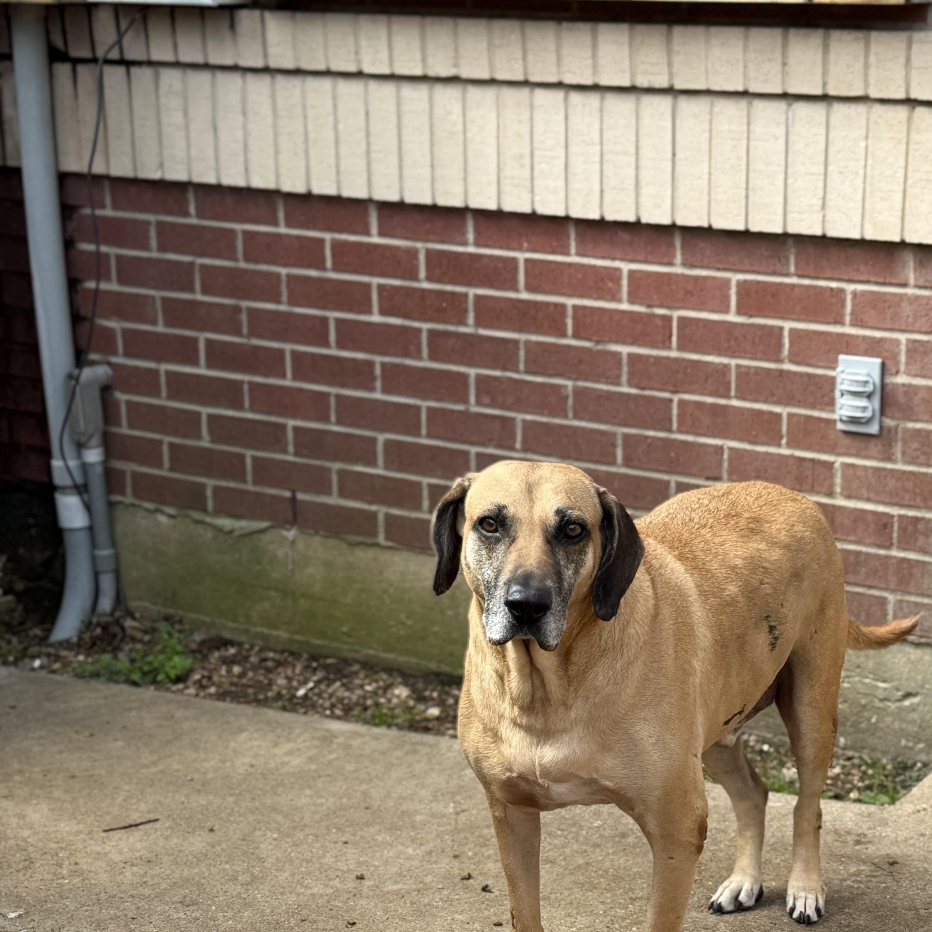 Hunter, an adoptable Black Mouth Cur, Yellow Labrador Retriever in Calumet, MI, 49913 | Photo Image 5
