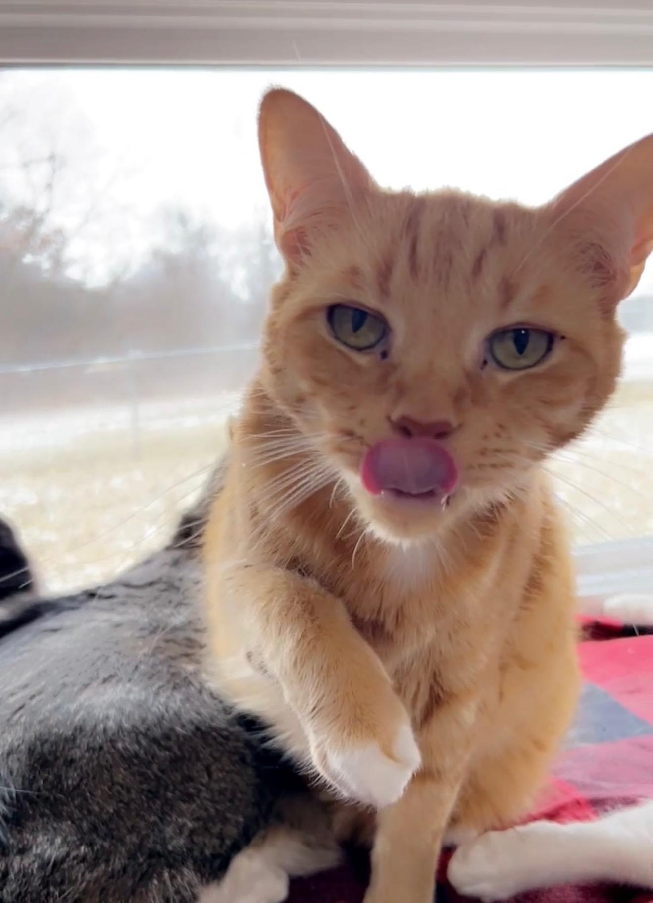 Pumpkin, Adoptable, Adult Male Domestic Short Hair.