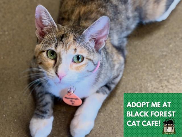 PENELOPE, Adoptable, Young Female Domestic Short Hair.