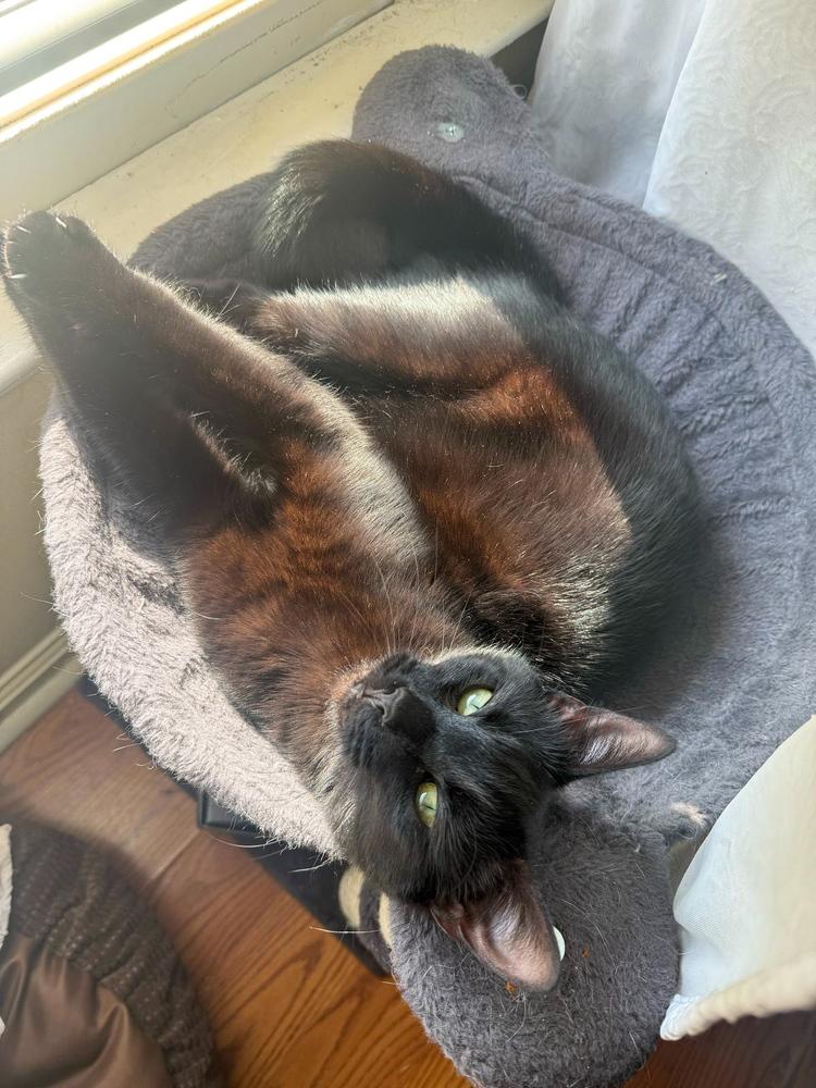 Ms. Black, a Adoptable Domestic Short Hair in Statesboro, GA image 1/3