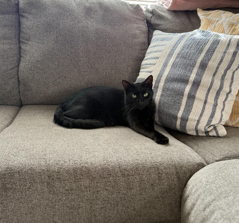 Ms. Black, a Adoptable Domestic Short Hair in Statesboro, GA image 2/3