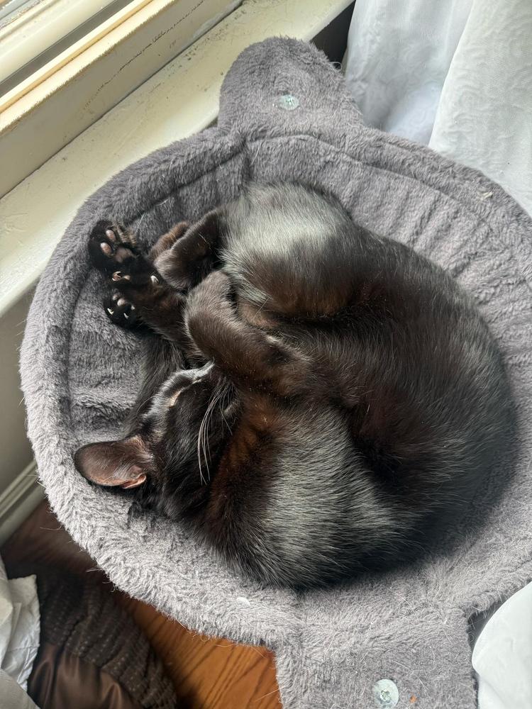 Ms. Black, a Adoptable Domestic Short Hair in Statesboro, GA image 3/3