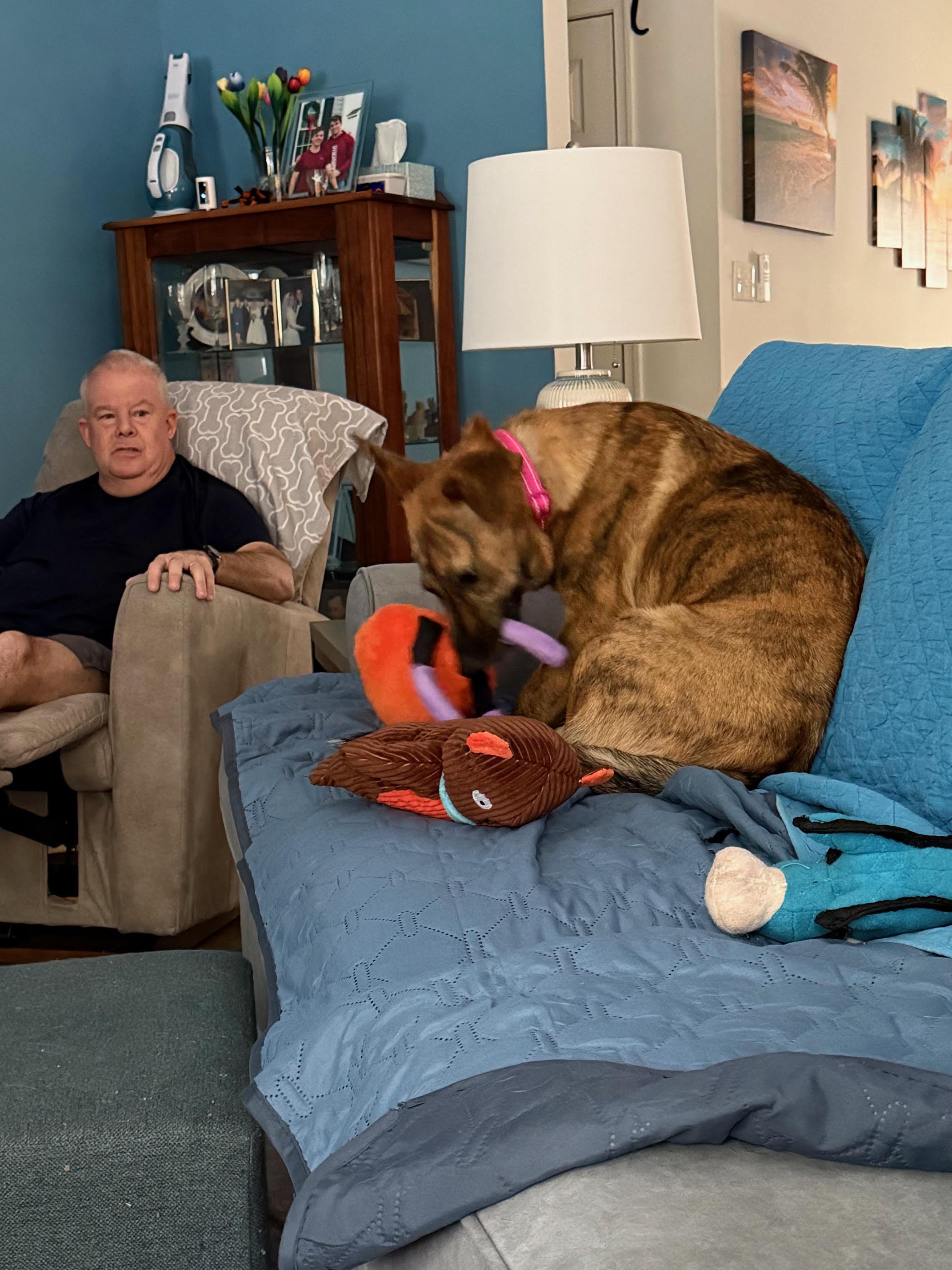 Enlarge Bindi , a ADOPTABLE mixed breed in Richmond, VA image 3/5