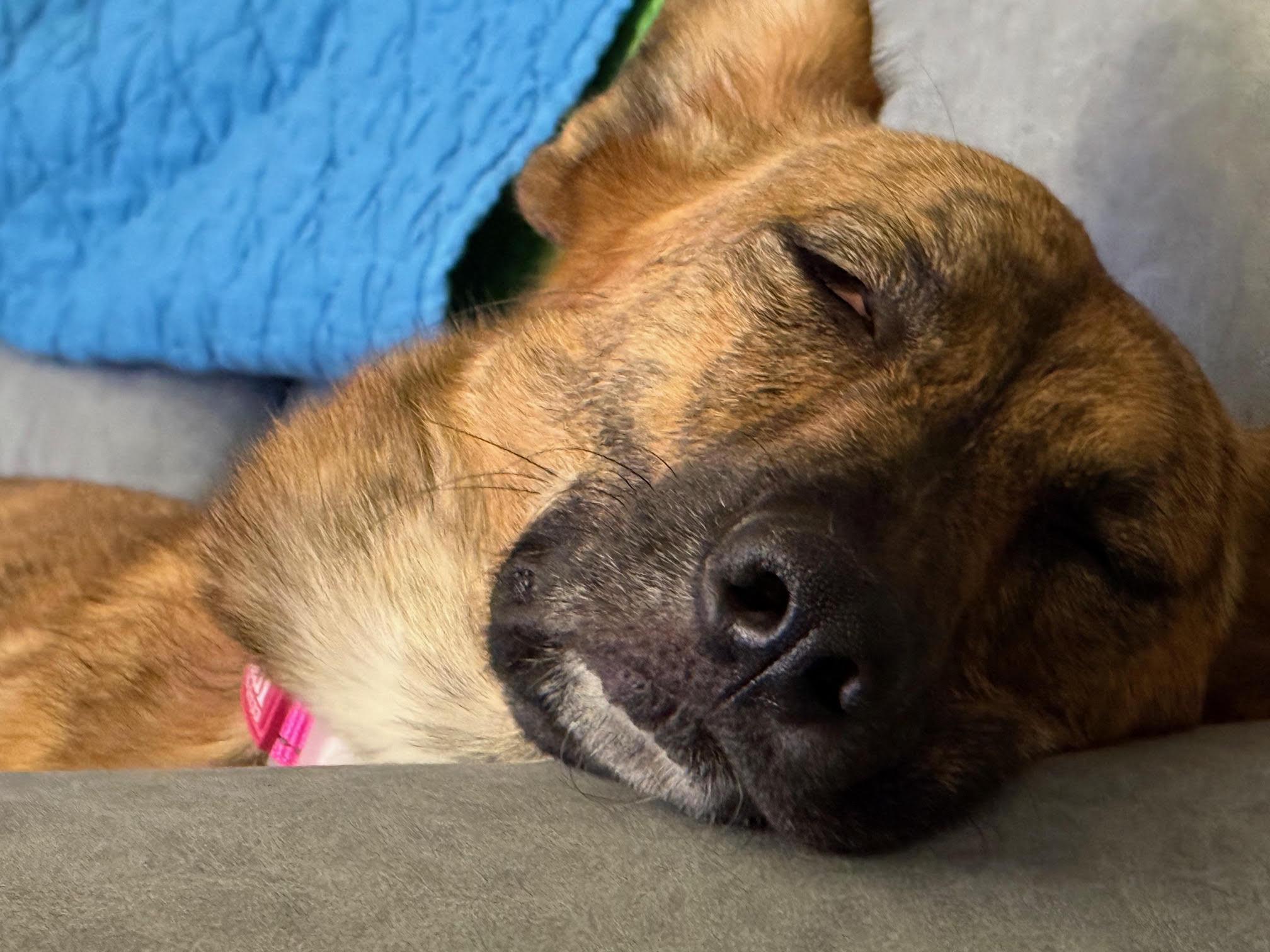 Enlarge Bindi , a ADOPTABLE mixed breed in Richmond, VA image 2/5