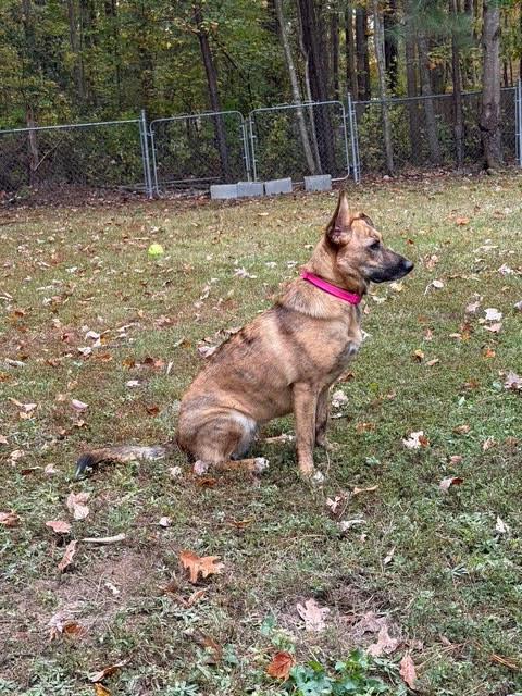 Enlarge Bindi , a ADOPTABLE mixed breed in Richmond, VA image 1/5