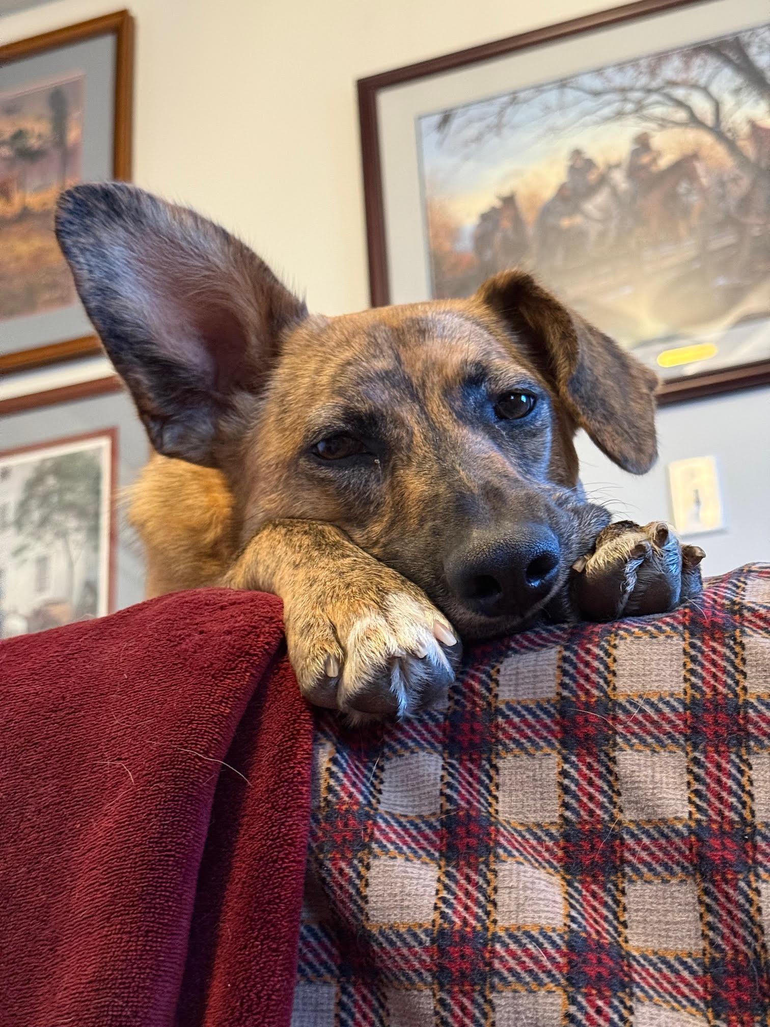 Enlarge Bindi , a ADOPTABLE mixed breed in Richmond, VA image 4/5