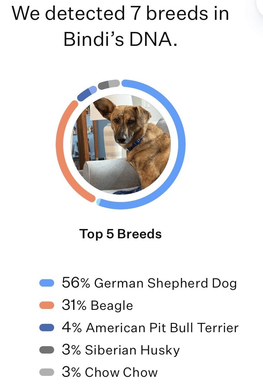 Enlarge Bindi , a ADOPTABLE mixed breed in Richmond, VA image 5/5