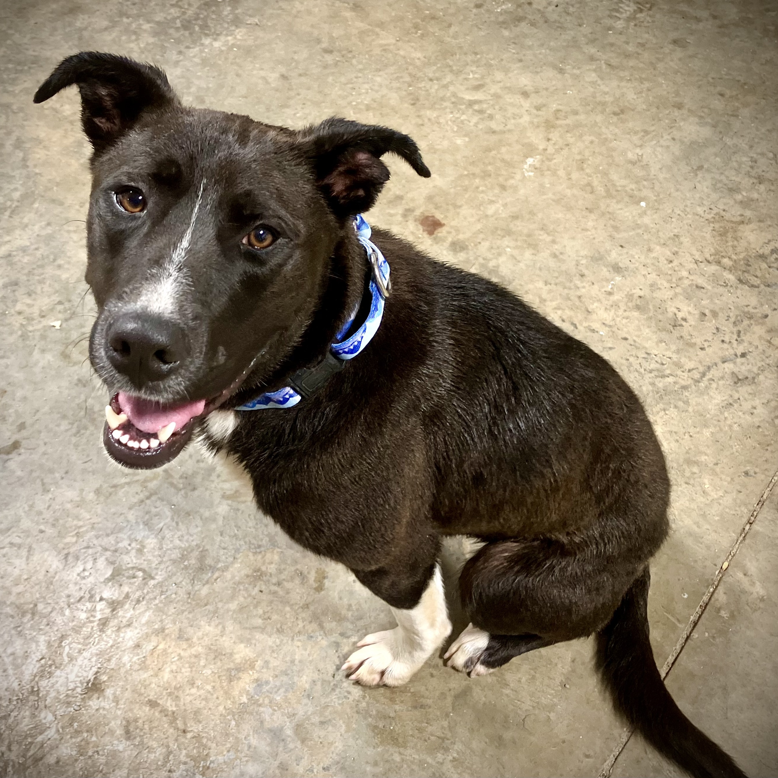 Noah, Adult Male Mountain Cur