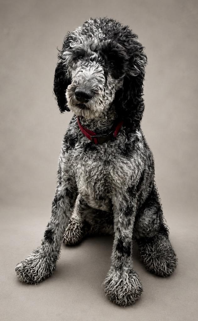Arlo, Adopted, Young Male Poodle.