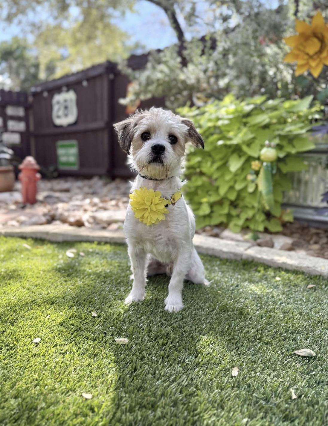 Enlarge Charlie, a Adoptable Shih Tzu in Southport, CT image 1/5