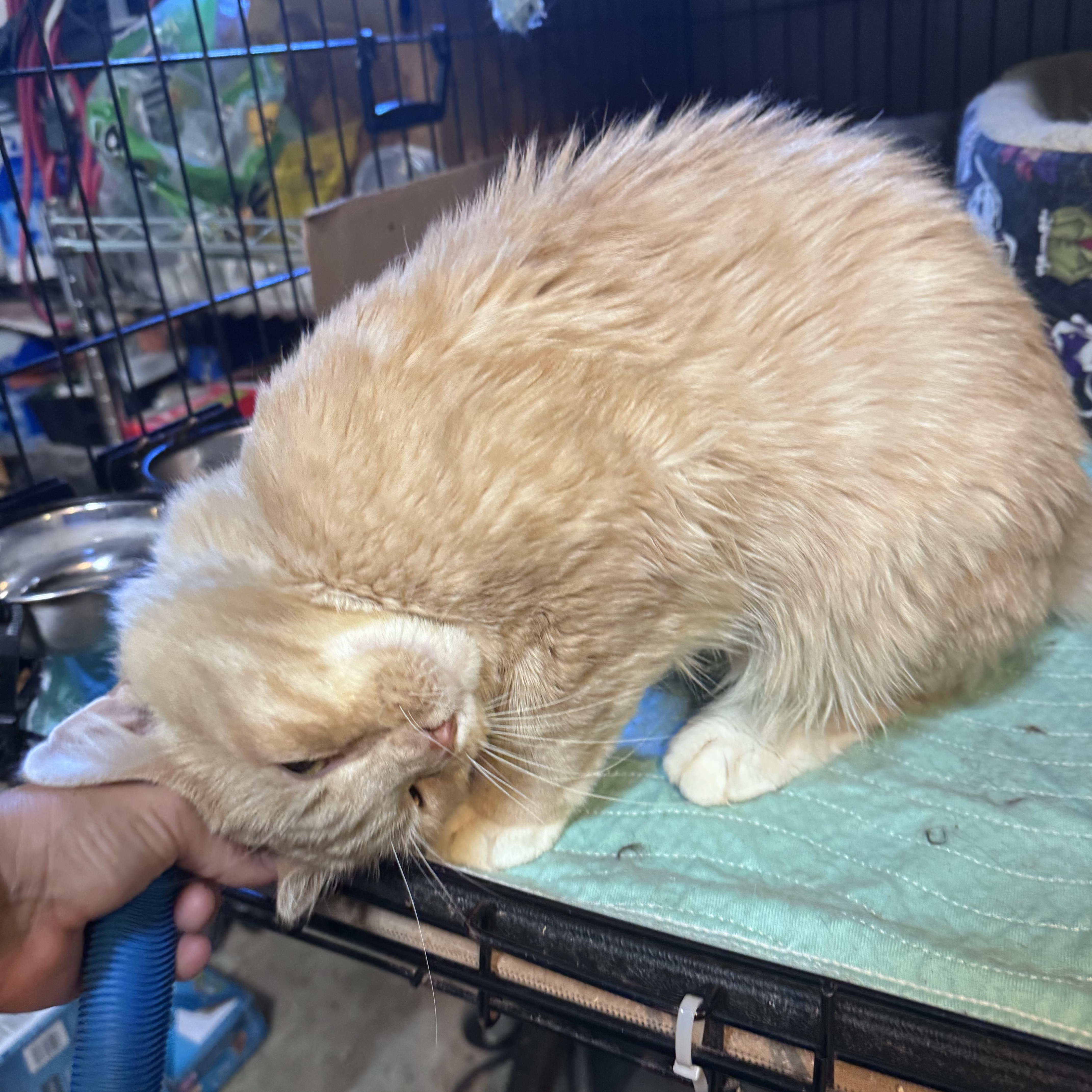 Enlarge Axel, a Adoptable Domestic Short Hair in Newburgh, NY image 5/6