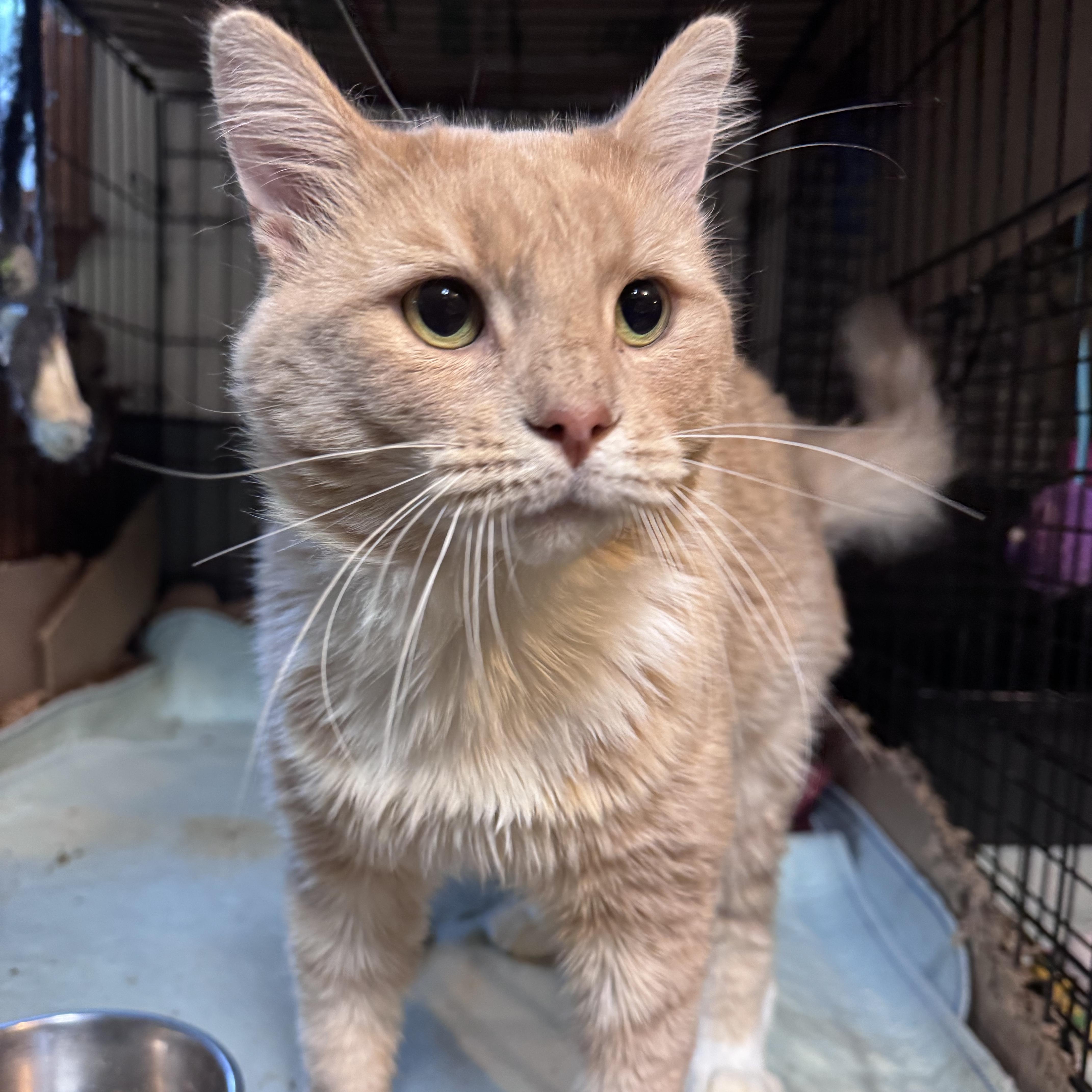 Axel, Adoptable, Adult Male Domestic Short Hair.