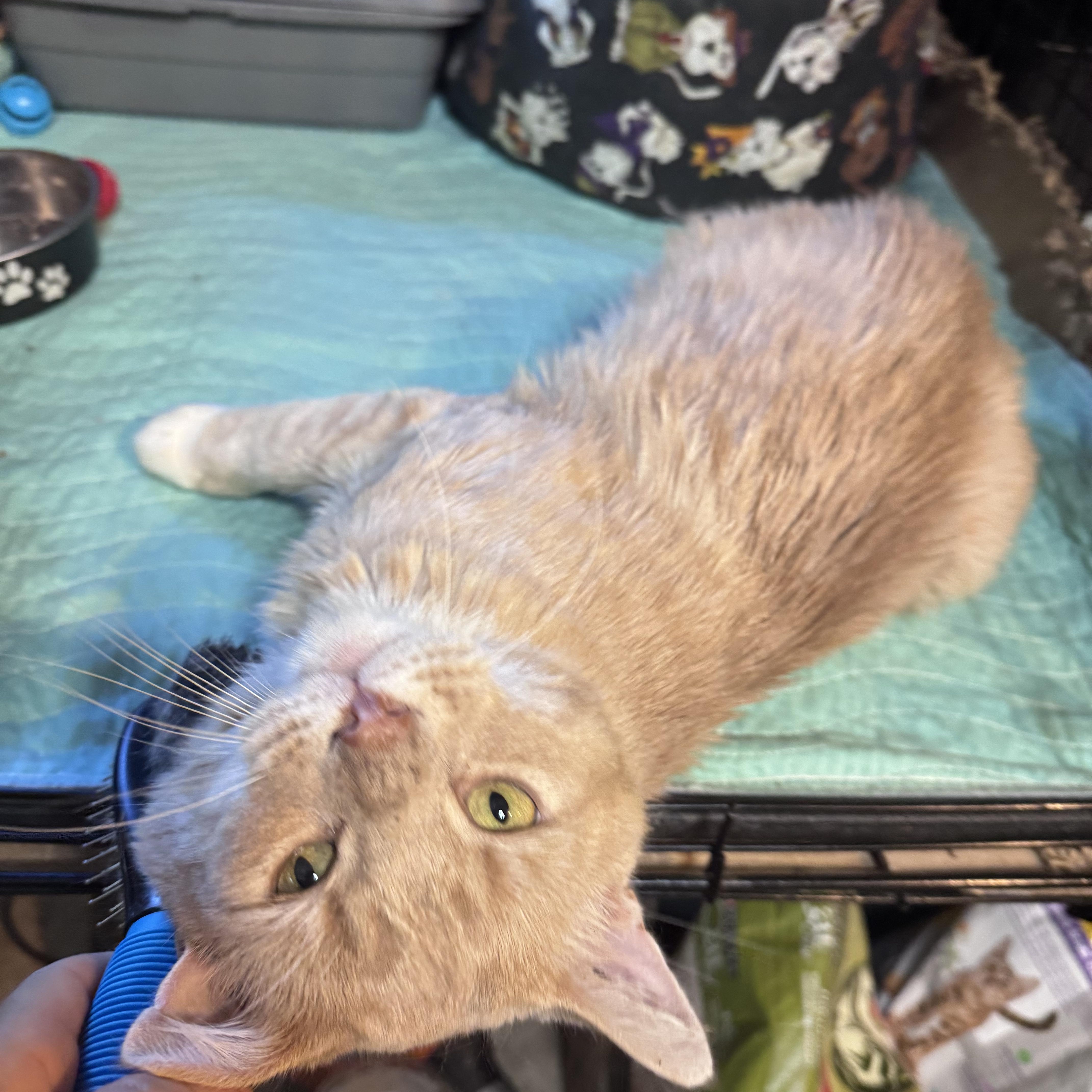 Enlarge Axel, a Adoptable Domestic Short Hair in Newburgh, NY image 3/6