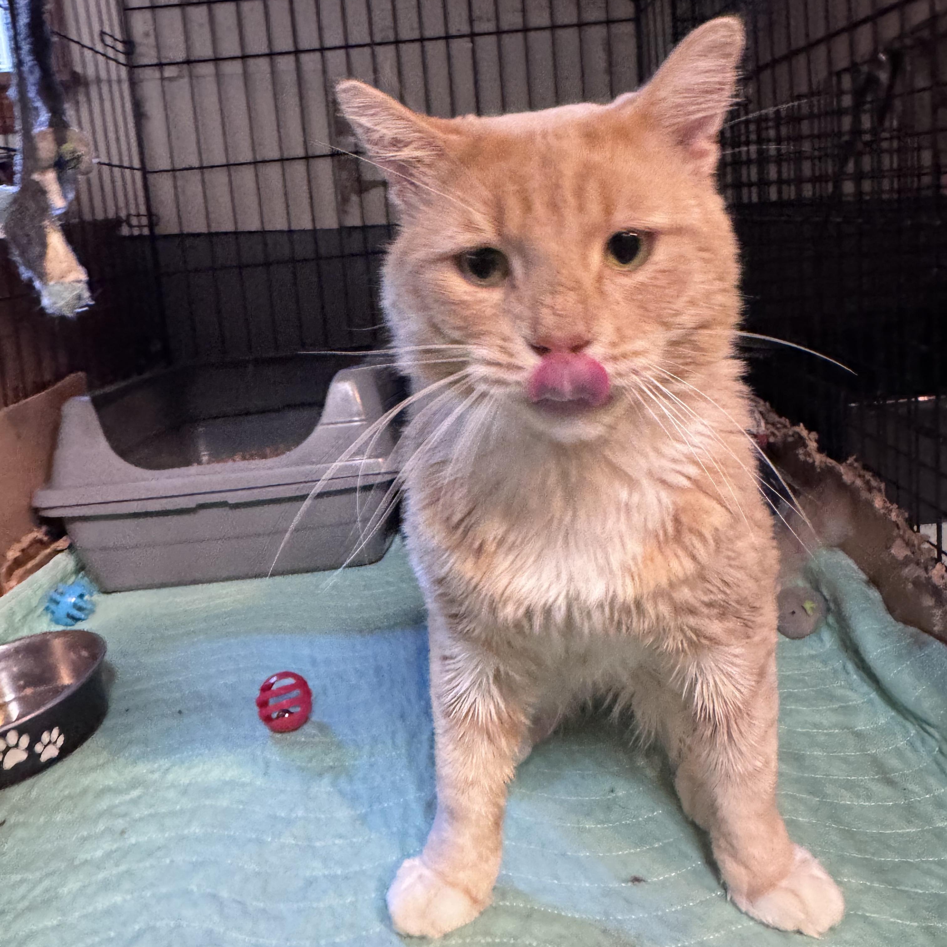 Enlarge Axel, a Adoptable Domestic Short Hair in Newburgh, NY image 2/6