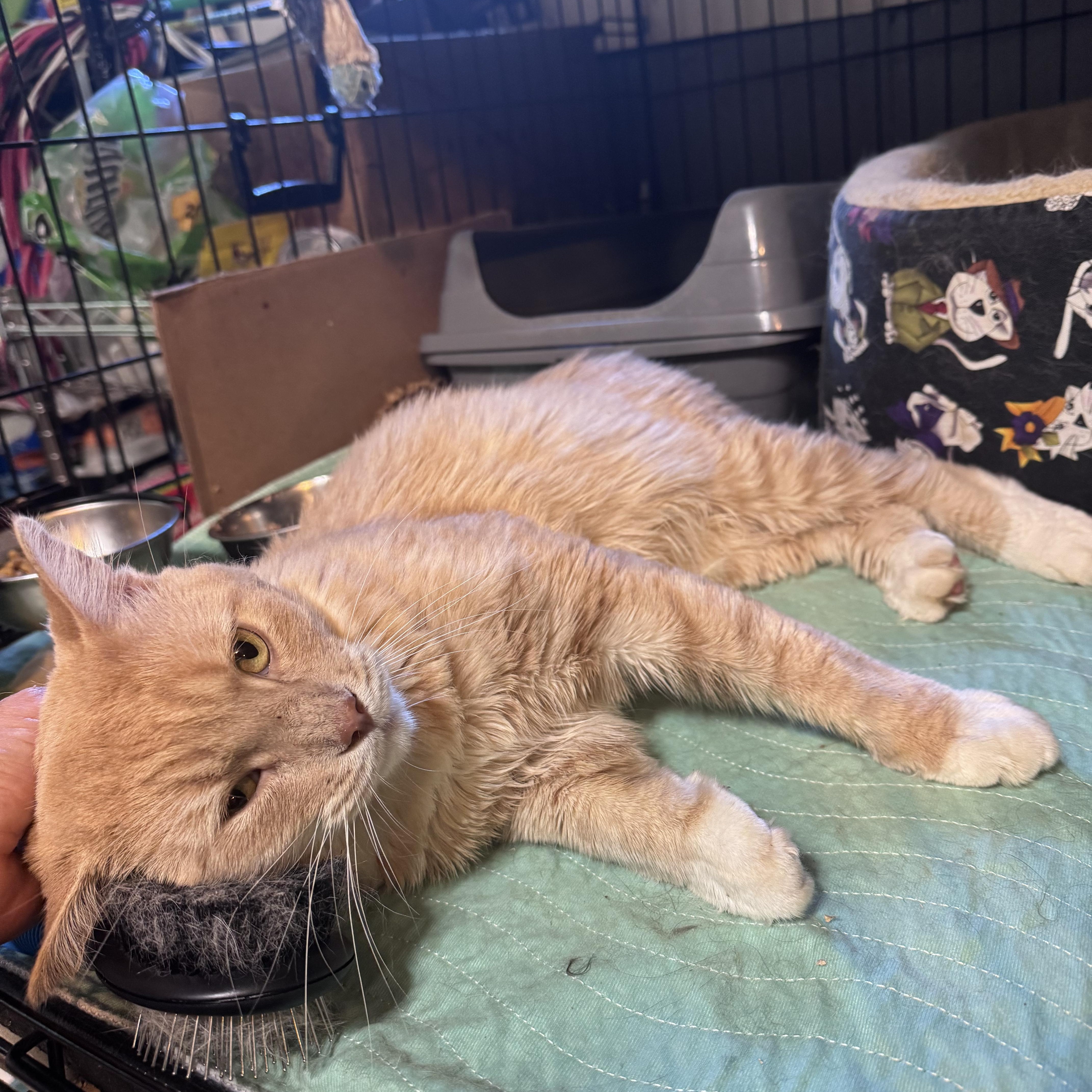 Enlarge Axel, a Adoptable Domestic Short Hair in Newburgh, NY image 4/6