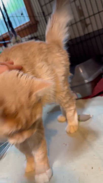 Enlarge Axel, a Adoptable Domestic Short Hair in Newburgh, NY video 6/6