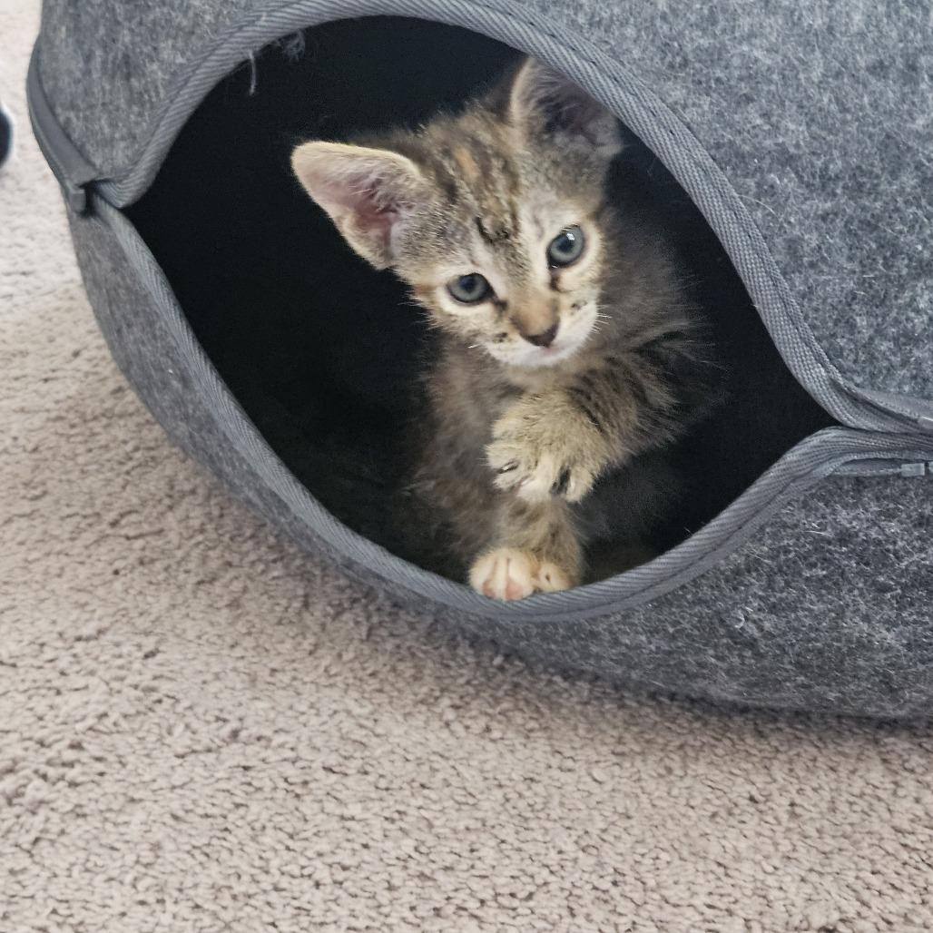 Trixie, Adoptable, Young Female Domestic Short Hair.