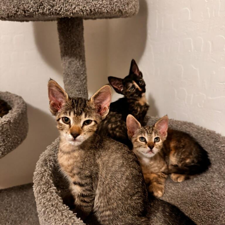 Enlarge Trixie, a Adoptable Domestic Short Hair in Las Vegas, NV image 2/6