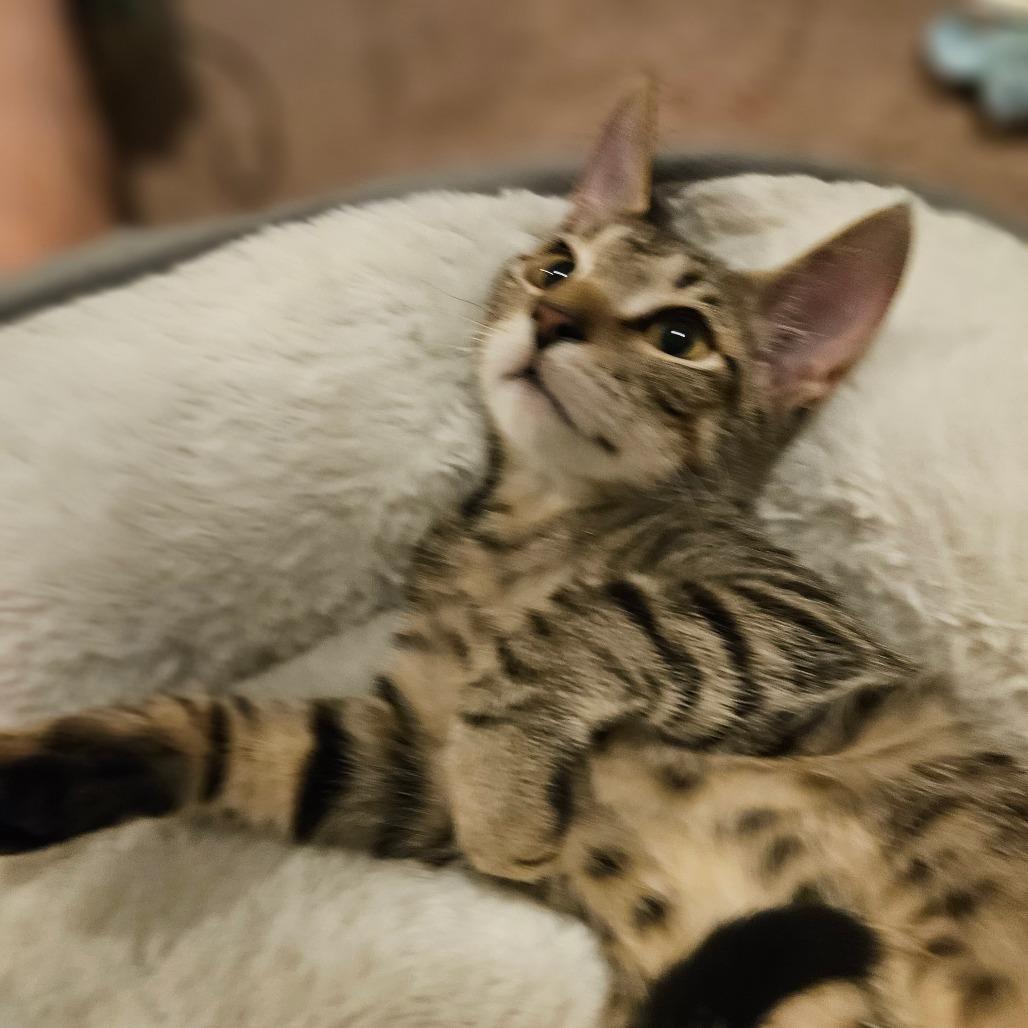 Enlarge Trixie, a Adoptable Domestic Short Hair in Las Vegas, NV image 3/6