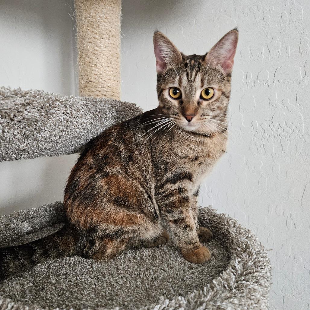 Enlarge Trixie, a Adoptable Domestic Short Hair in Las Vegas, NV image 4/6