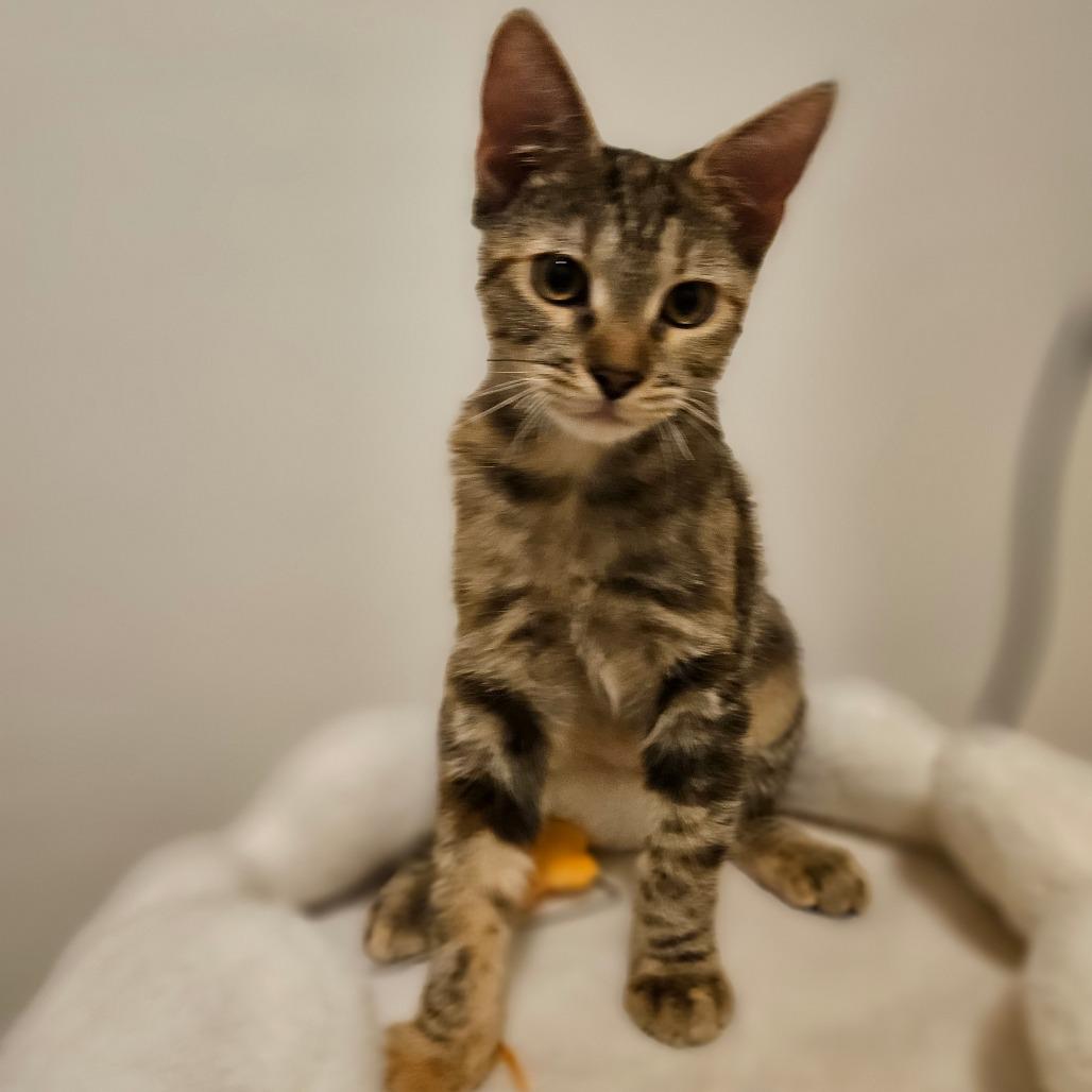 Enlarge Trixie, a Adoptable Domestic Short Hair in Las Vegas, NV image 5/6