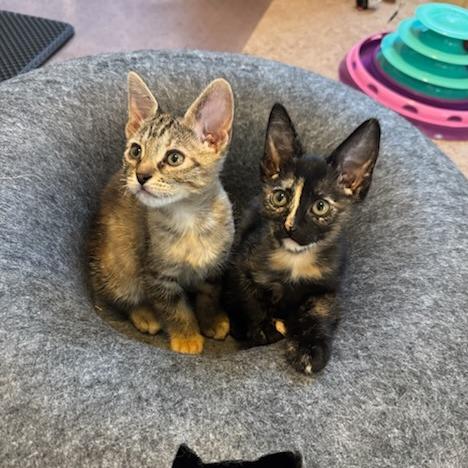 Enlarge Trixie, a Adoptable Domestic Short Hair in Las Vegas, NV image 6/6