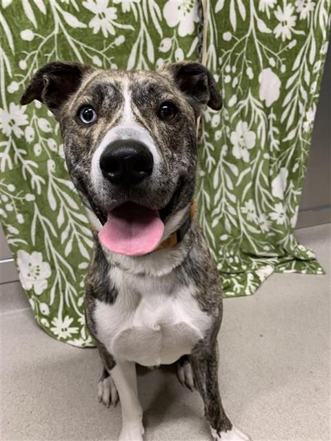 PETEY, Adoptable, Young Male Husky & Catahoula Leopard Dog.