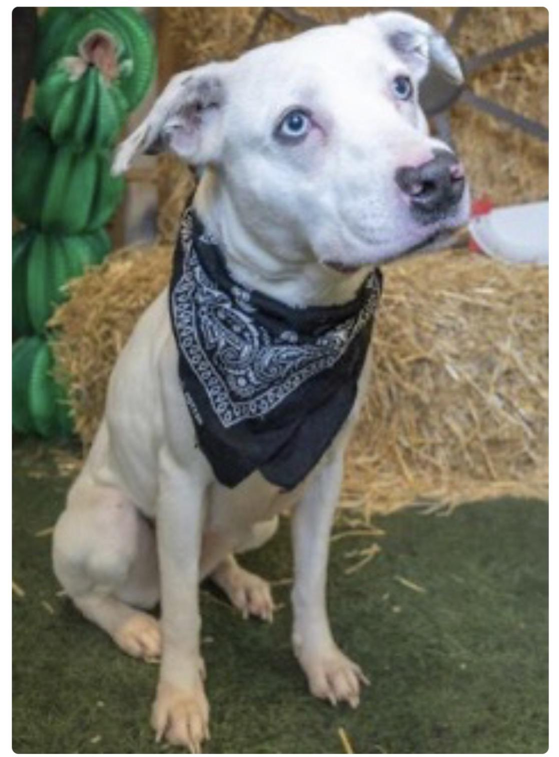 Enlarge Ices, a Adoptable mixed breed in Buffalo, NY image 1/1