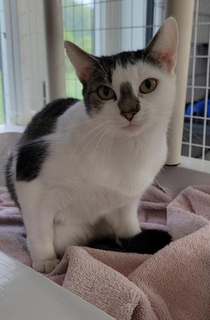 Meeka, Adoptable, Kitten Female Domestic Short Hair & Domestic Short Hair.