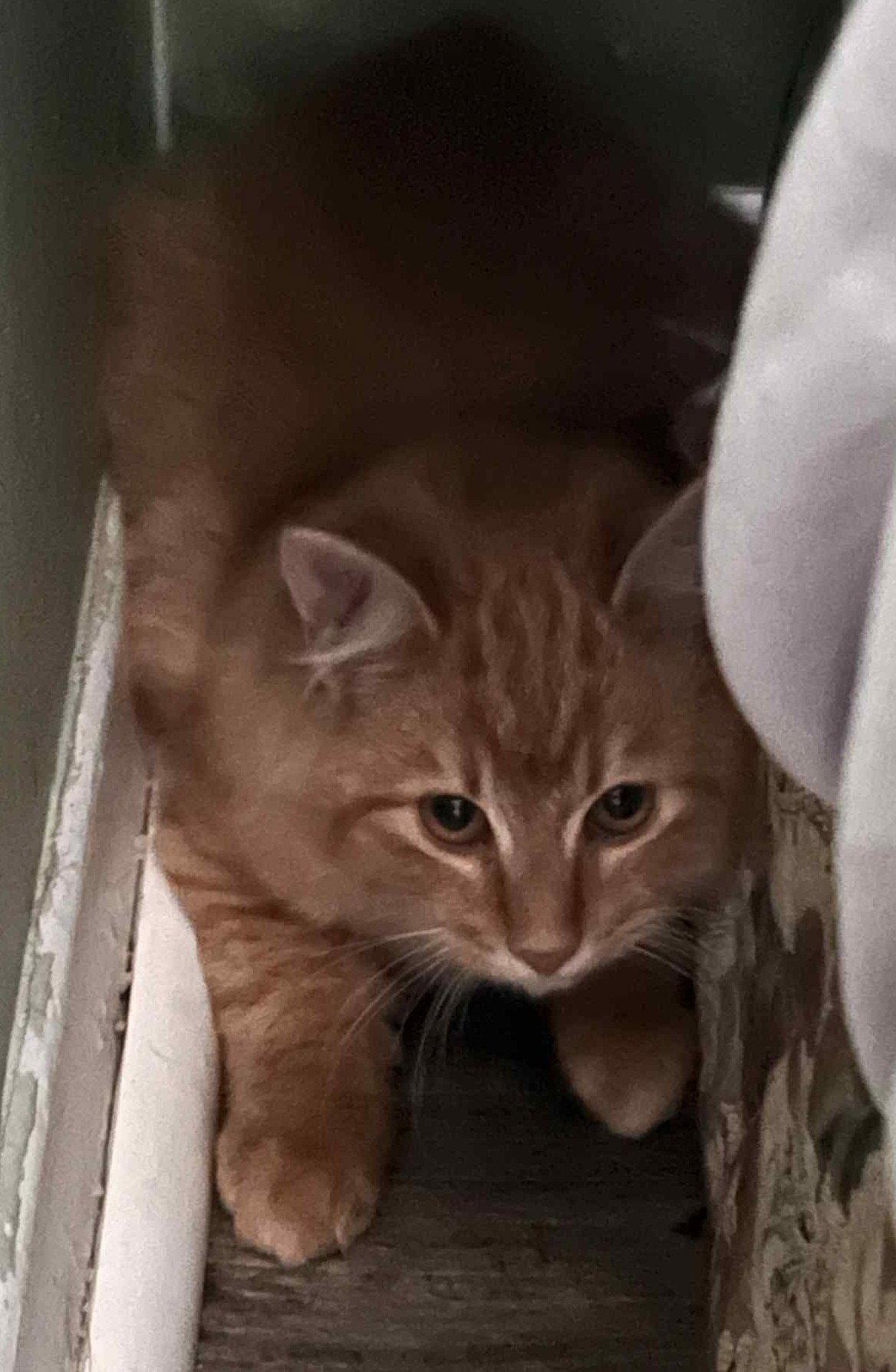 Enlarge Pumpkin C4748, a Adopted Domestic Short Hair in minneapolis, MN image 1/1