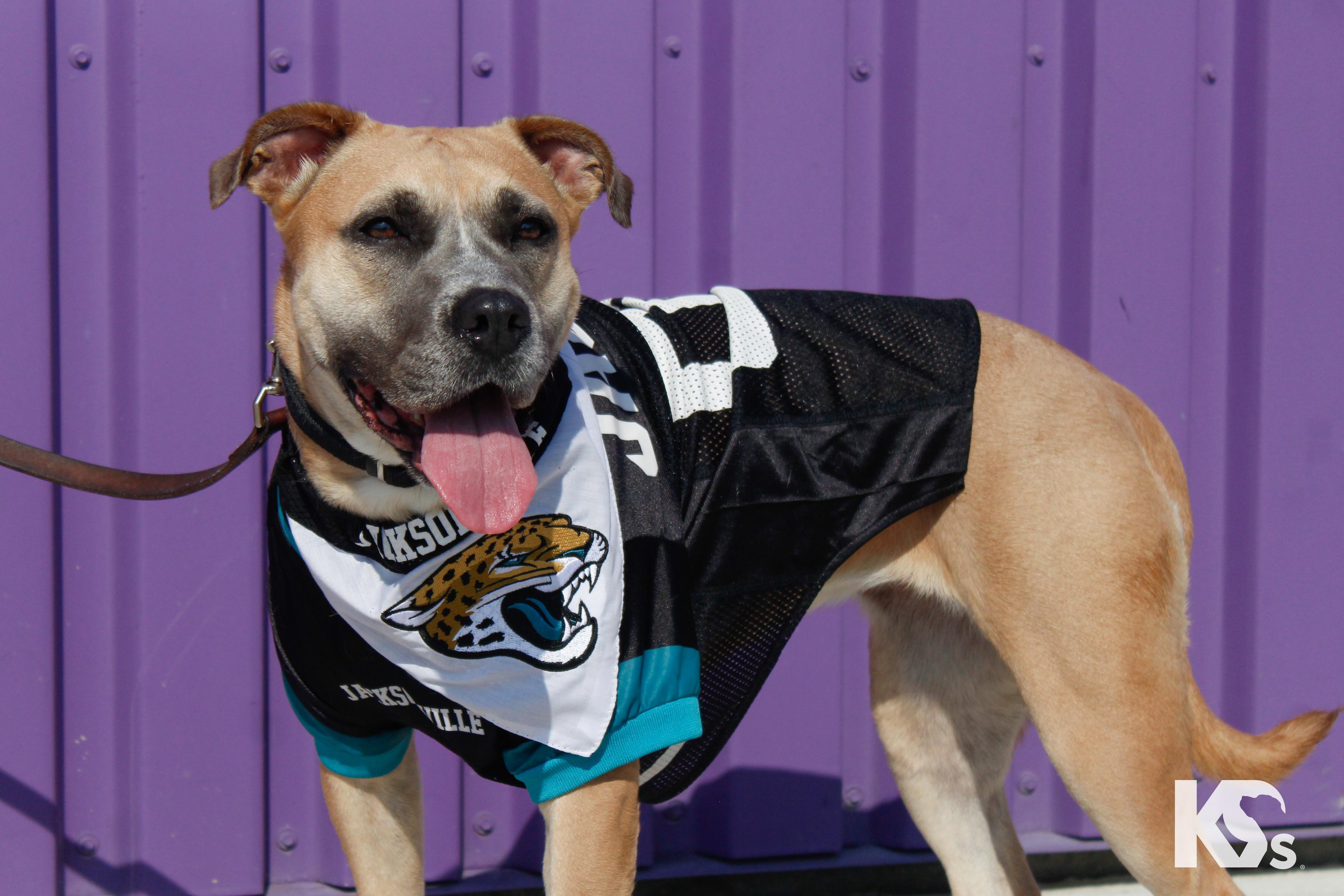 Enlarge Tulip, a Adoptable mixed breed in Ponte Vedra, FL image 4/6