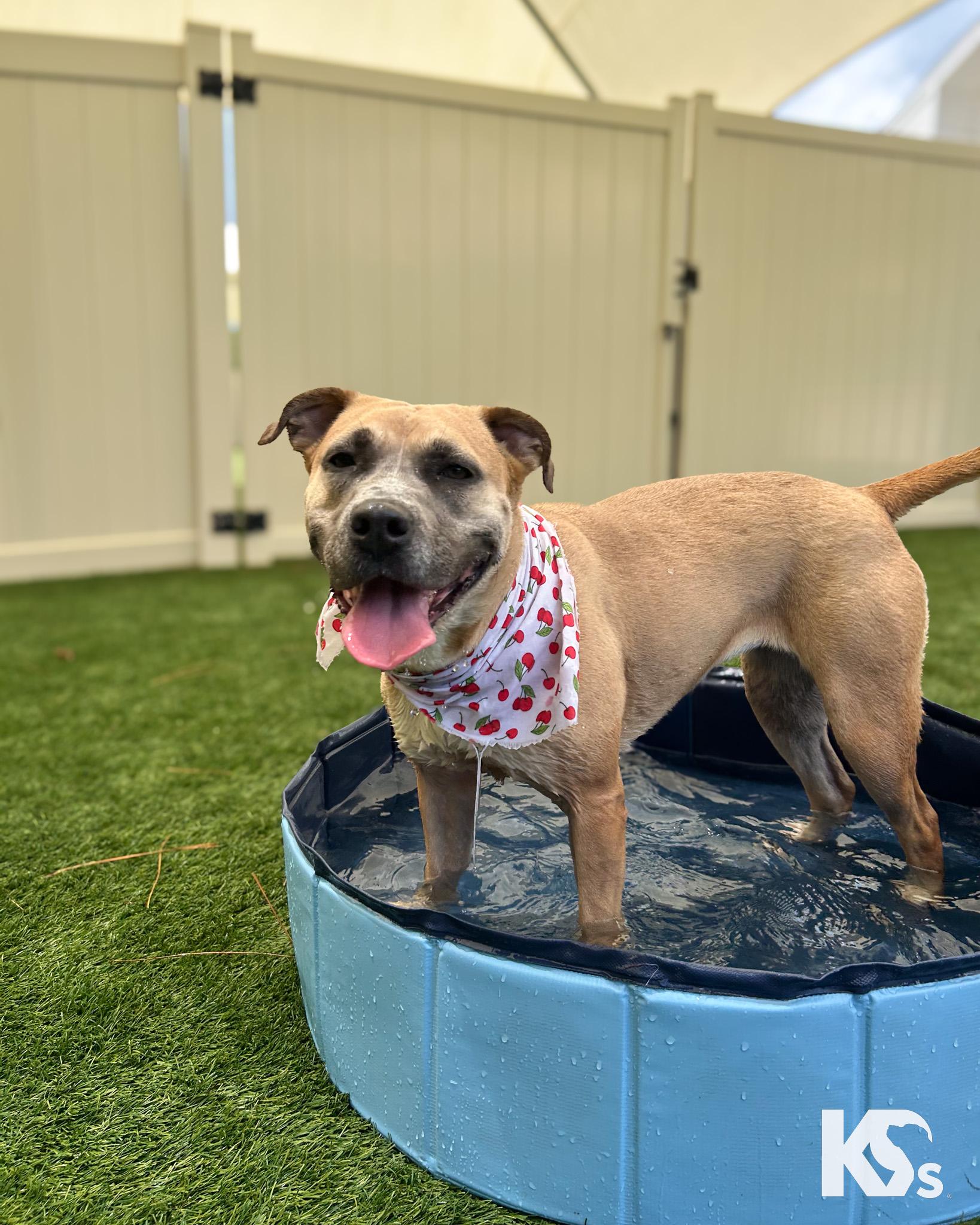 Enlarge Tulip, a Adoptable mixed breed in Ponte Vedra, FL image 3/6