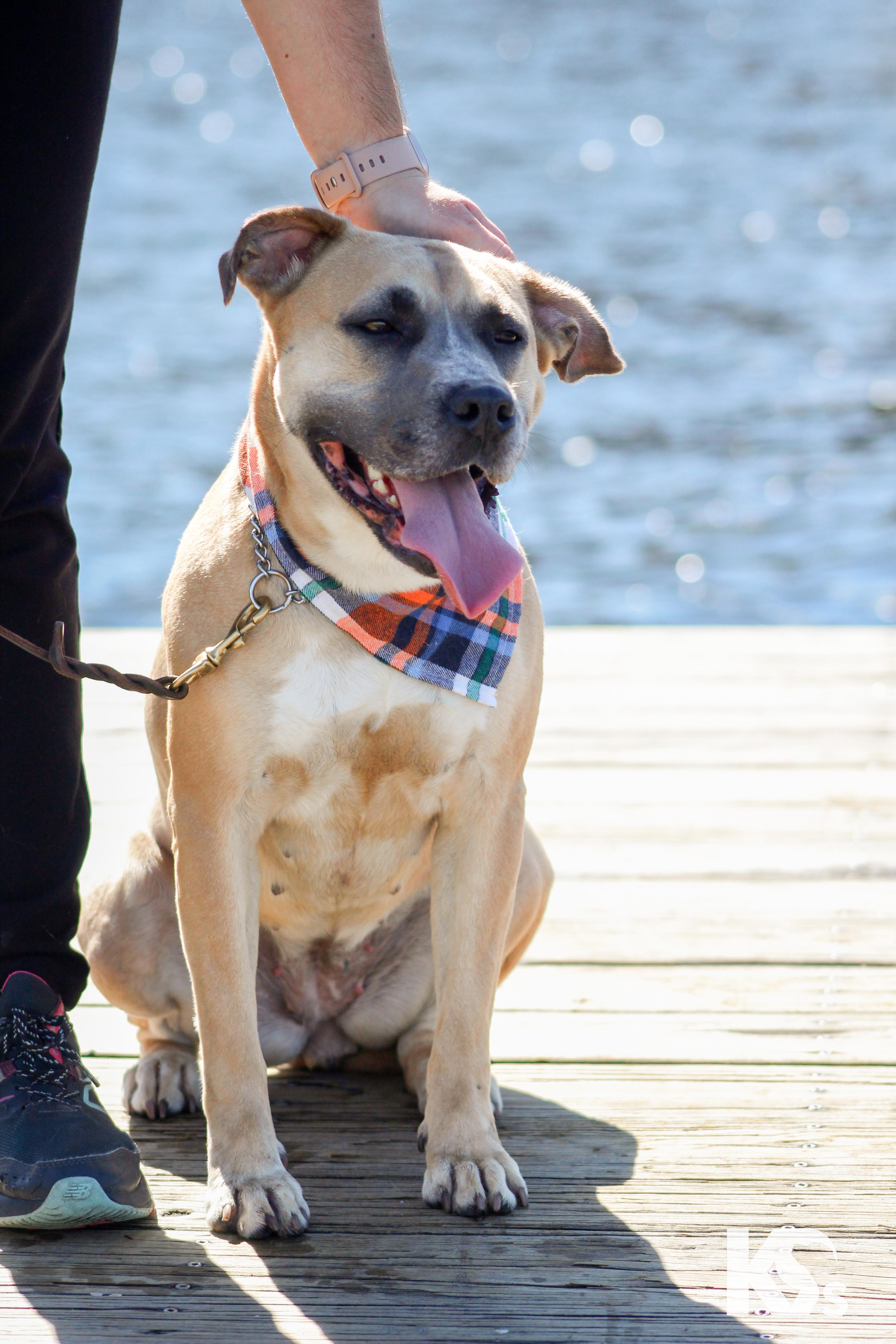 Enlarge Tulip, a Adoptable mixed breed in Ponte Vedra, FL image 5/6