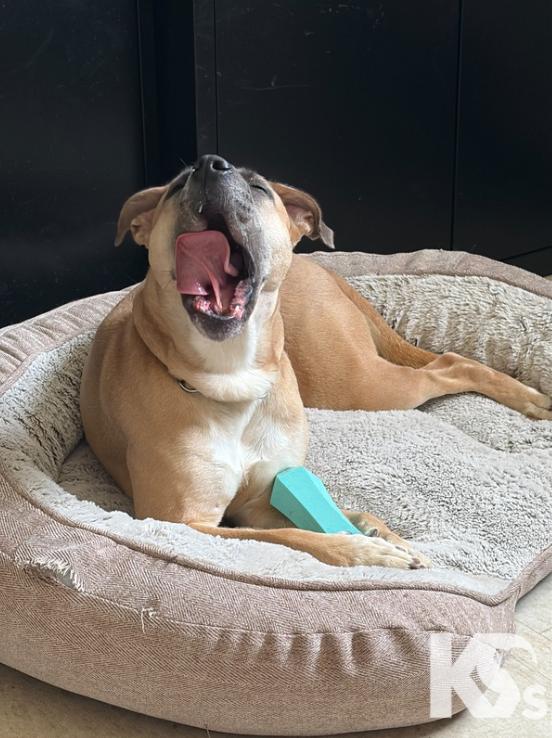 Enlarge Tulip, a Adoptable mixed breed in Ponte Vedra, FL image 6/6