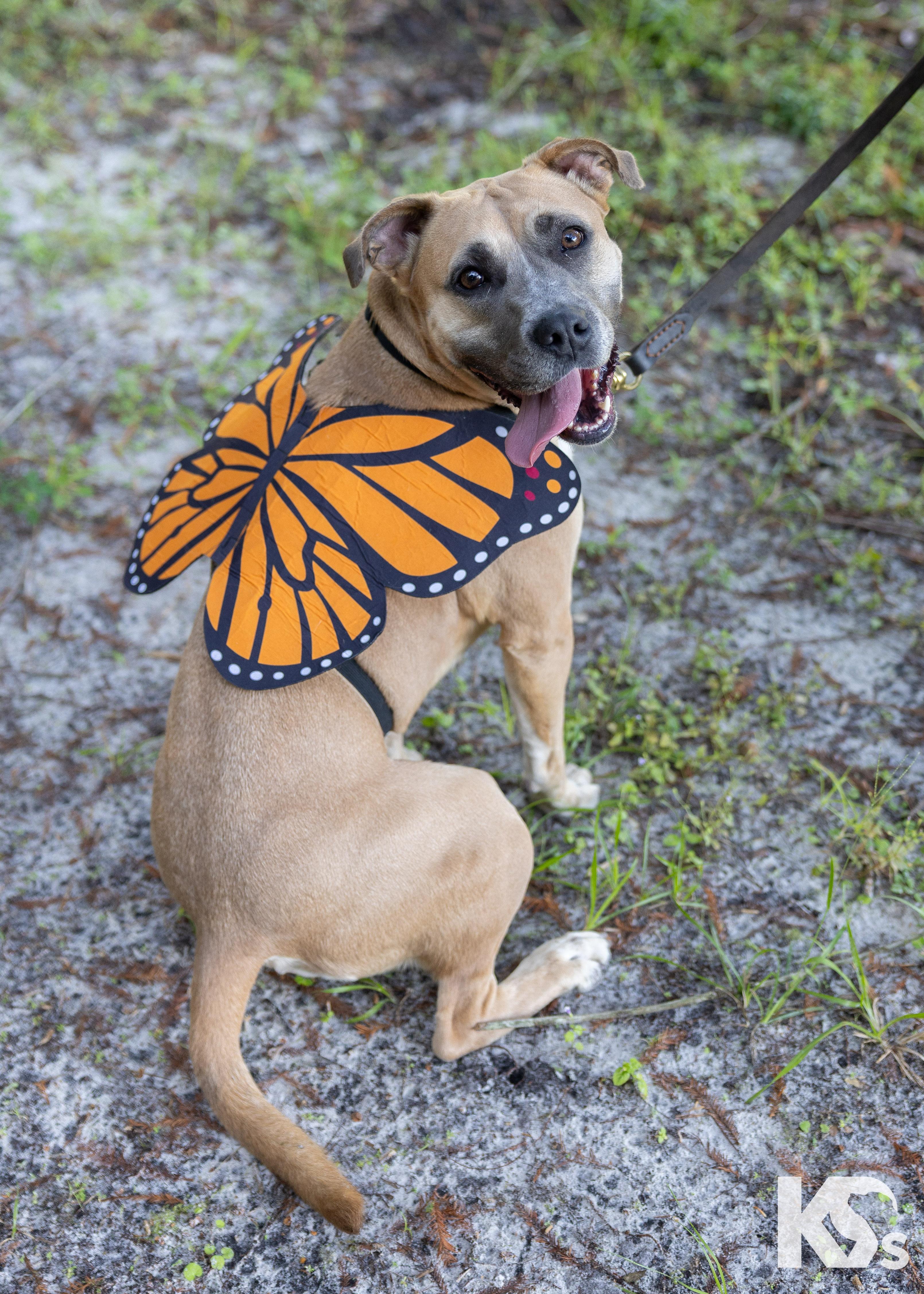 Tulip, Adoptable, Young Female Black Mouth Cur & American Staffordshire Terrier.