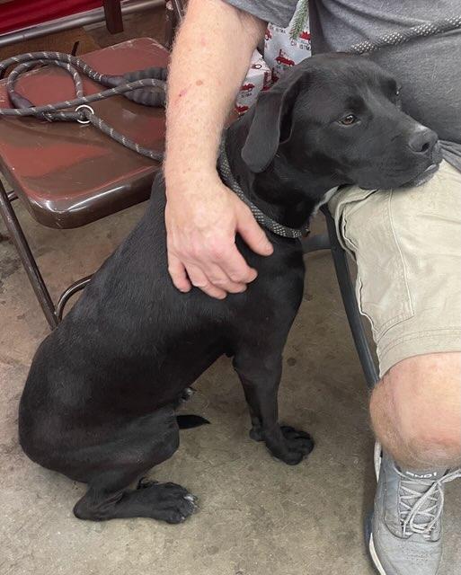 Enlarge Daffy, a ADOPTABLE mixed breed in Cairo, GA image 3/4