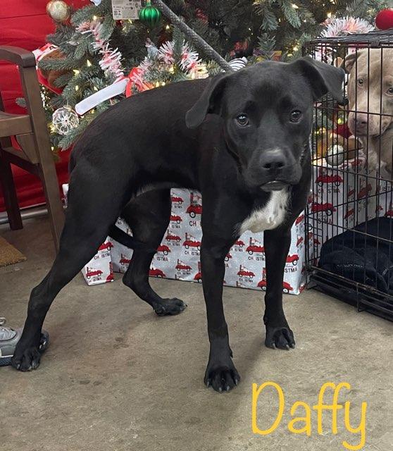 Daffy, ADOPTABLE, Adult Female Black Labrador Retriever.